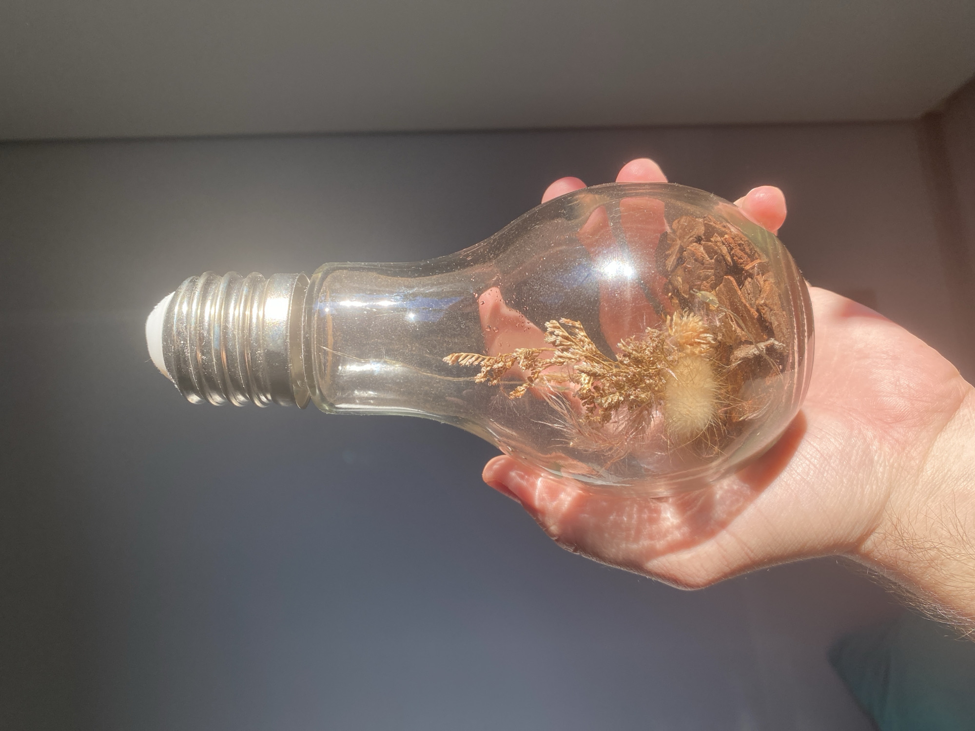 A hand holds a clear glass lightbulb containing dried plant material. The lightbulb is lying horizontally, with its base on the left and the bulbous end on the right. The hand, with visible skin texture and fine hairs, is cradling the lightbulb, supporting its weight. The dried plant material inside includes twigs, dried grasses, and what appears to be a fluffy seed pod.
The scene is illuminated by sunlight, casting strong shadows and highlights. A distinct beam of sunlight enters from the upper left, creating a bright, lens-flare-like effect. The background is a gradient of dark gray to a lighter, muted tone, suggesting an indoor setting with a window or light source casting light onto a wall. The lighting indicates it is daytime, likely with clear skies. The overall mood is serene and naturalistic, highlighting the delicate beauty of the dried botanicals enclosed within the glass. No text is visible in the image.