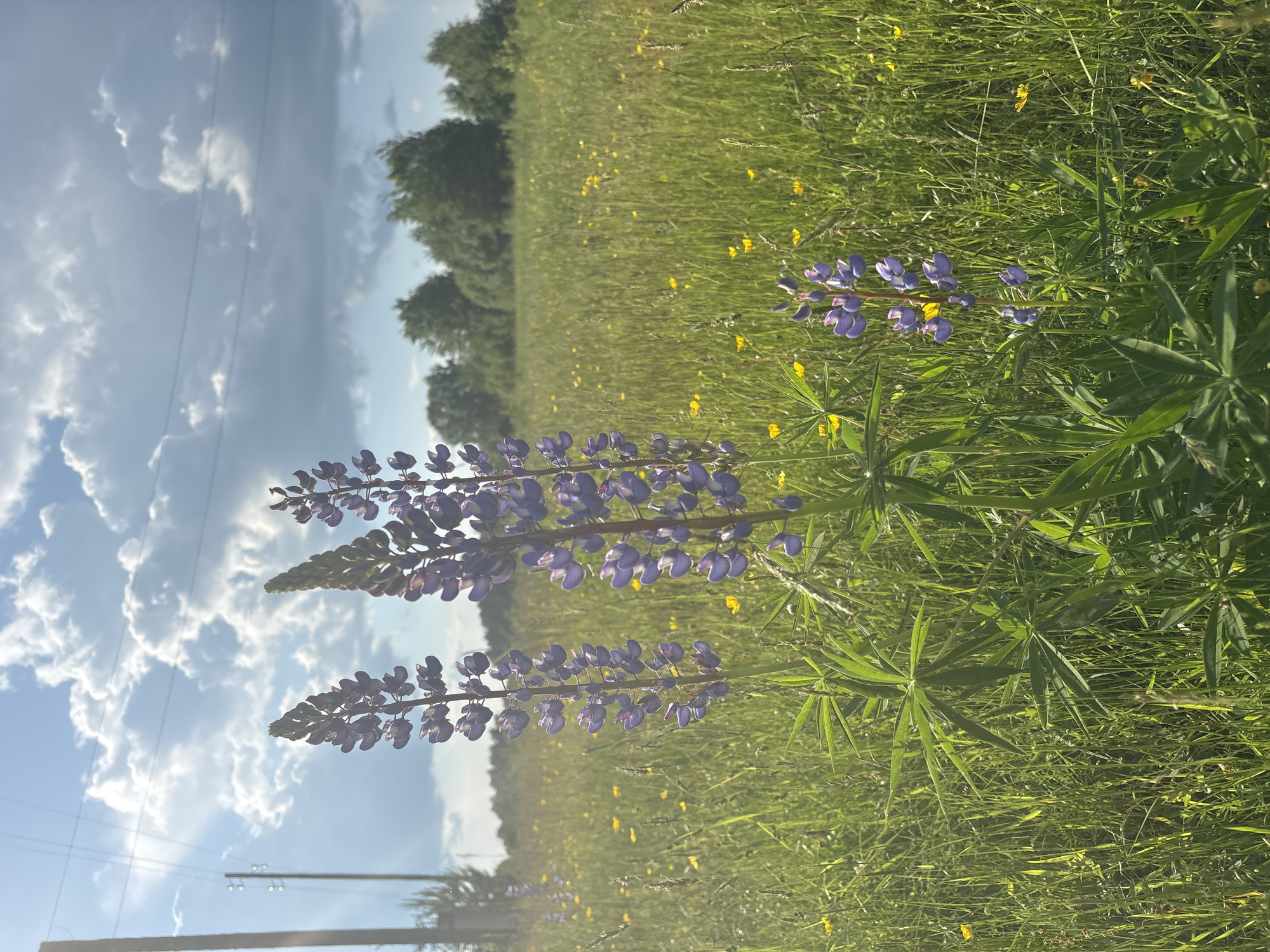 This is a medium-shot, vertical, outdoor photograph taken on a sunny day with a bright blue sky dotted with white cumulus clouds. In the foreground, three purple lupine flowers stand tall in a lush green field filled with various grasses and small yellow wildflowers. The flowers are in focus, showcasing their intricate petals and spire-like structure. A utility pole with wires is visible on the left side of the frame, suggesting a rural or semi-rural setting. In the background, a line of trees creates a natural horizon, and beyond that, the sky is visible. The overall impression is one of a peaceful summer landscape, possibly located in the city of Kurgan, Russia. There are no people or animals present in the image.