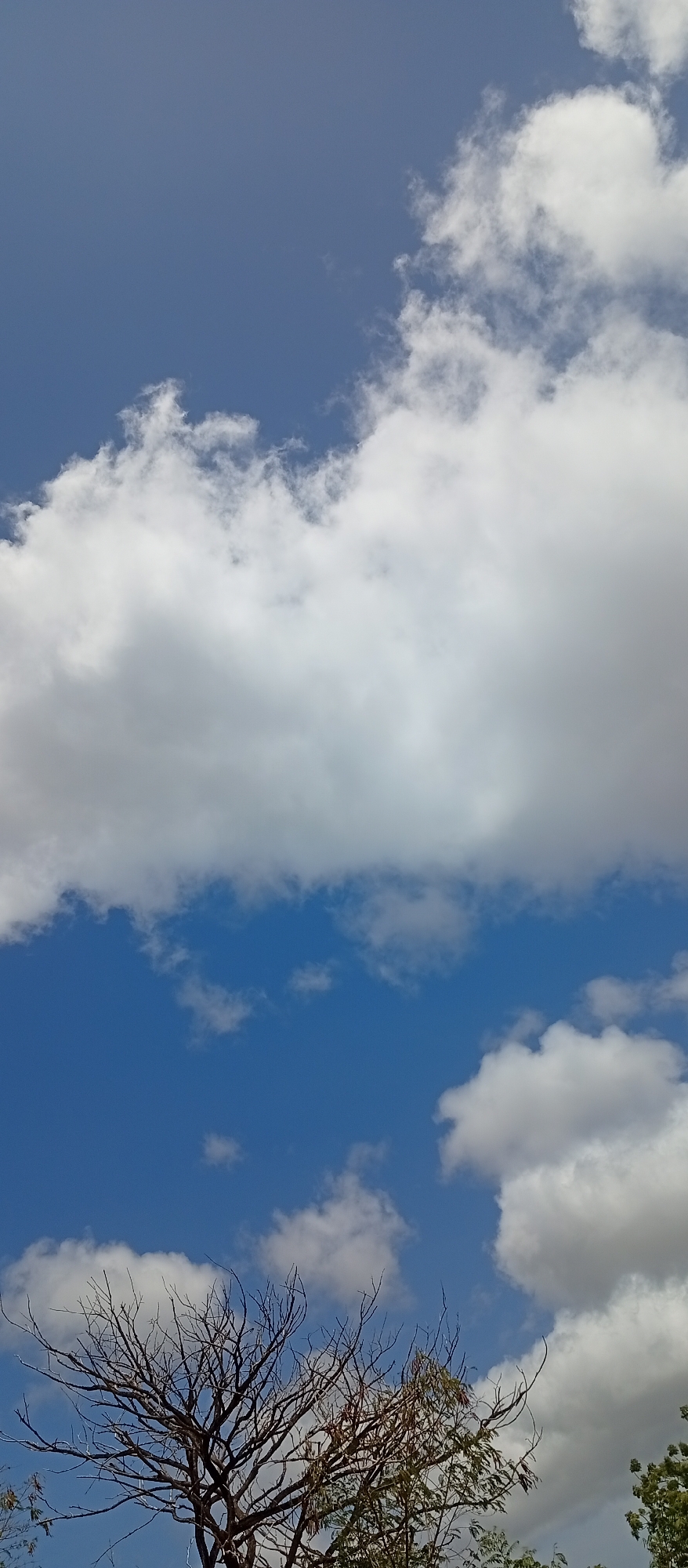 The image displays a vibrant daytime scene dominated by a clear blue sky interspersed with white and light grey cumulus clouds. The clouds vary in density, with large, fluffy formations occupying the upper and middle sections, and smaller, scattered clouds near the horizon and below the main cloud mass. In the lower part of the frame, the bare, intricate branches of a tree without leaves are prominently featured, silhouetted against the sky. To the right of this tree, and slightly to the left, green foliage from other trees is visible, indicating lush vegetation in the foreground. The bright sunlight suggests the time of day is likely midday or early afternoon. No specific activity or event is taking place; the image captures a static natural landscape. There are no people, animals, or visible text. The overall impression is one of serene natural beauty under an open sky in Juan Griego, Venezuela.