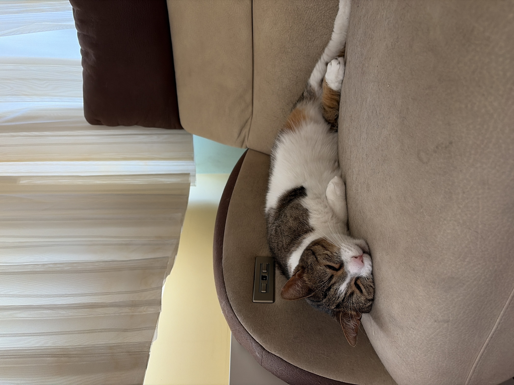 An adult domestic shorthair cat, with tabby markings in brown, white, and orange, is sleeping peacefully on a light brown upholstered sofa. The cat is lying on its side, with its head resting on its paws, and its eyes are closed. The sofa has a textured fabric surface and a slightly darker brown armrest. Behind the sofa, sheer cream-colored curtains hang, with a sliver of yellow wall visible through them. A dark brown pillow rests on the back of the sofa. A small, rectangular electronic control panel with several buttons is visible on the armrest of the sofa near the cat's head. The lighting suggests an indoor environment, possibly during the daytime due to the natural light filtering through the curtains. The overall scene is one of domestic tranquility.