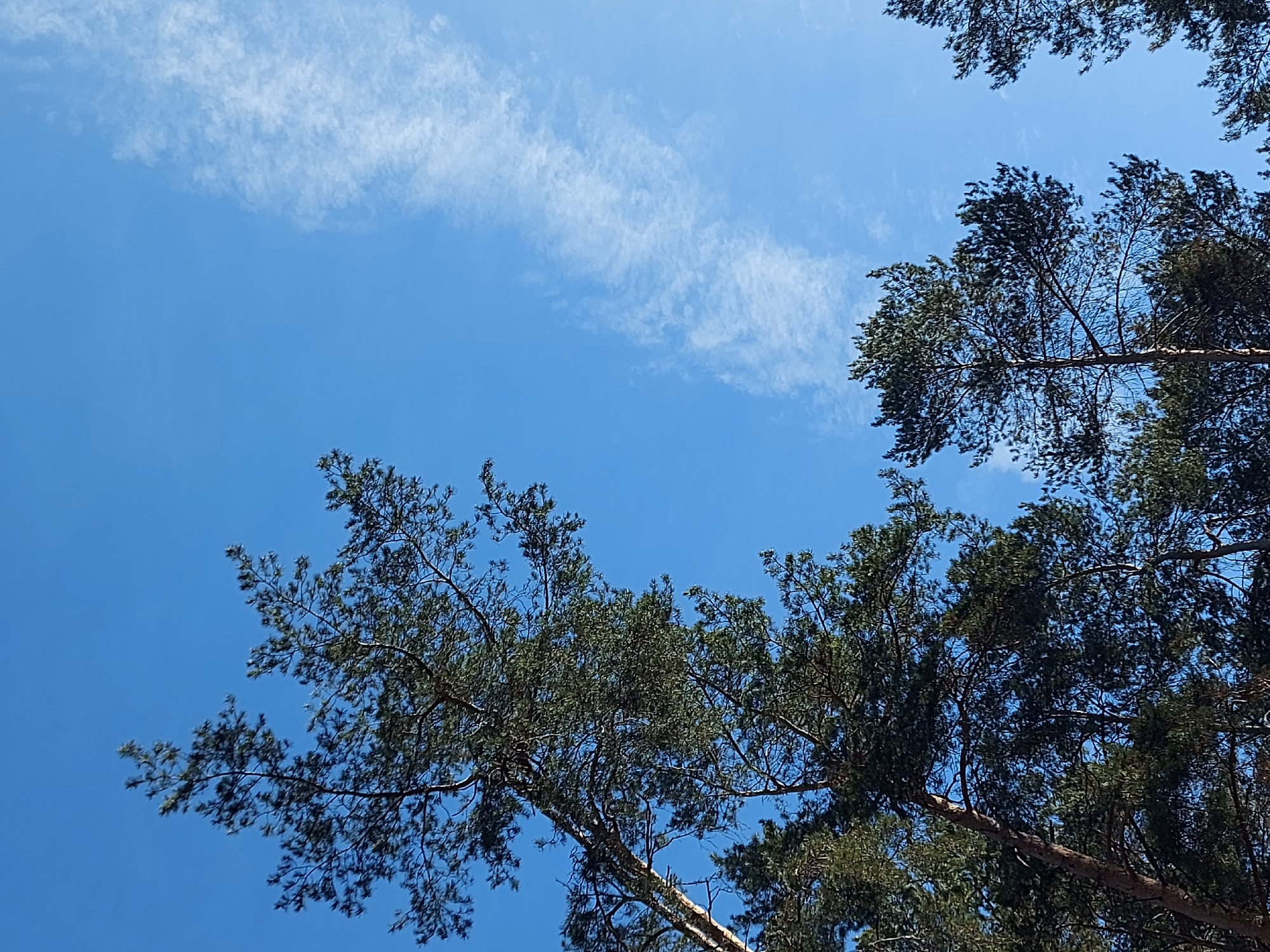 The image presents a low-angle upward view of a clear blue sky and the upper canopies of multiple coniferous trees, specifically located in Chaikovsky, Russia. Tall pine trees, identifiable by their dark green, needle-covered branches and visible segments of their brown-barked trunks, dominate the left and lower portions of the frame, extending upwards into the bright sky. The expansive sky features a consistent light azure hue, with a prominent, diffuse trail of thin, wispy white clouds stretching vertically across the upper right quadrant of the image. No human figures, animals, or man-made objects are present within the observable scene. The lighting conditions indicate full daylight.