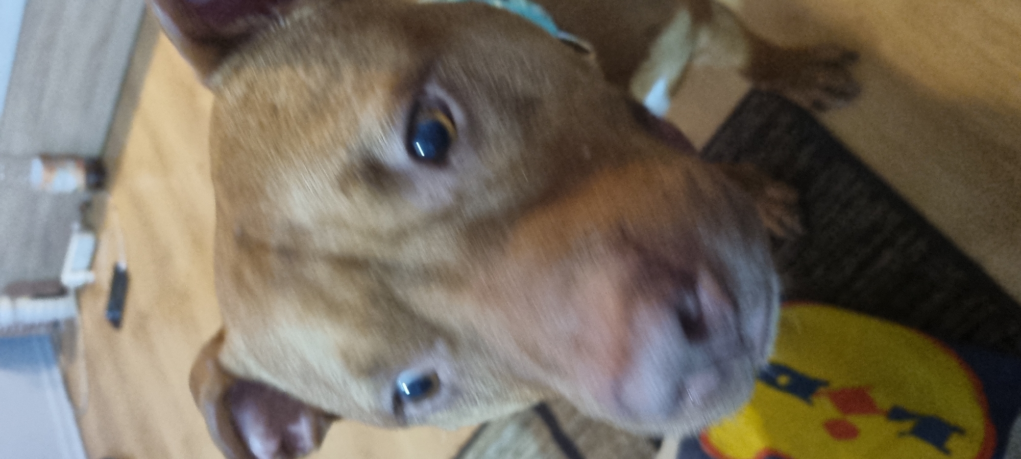 A close-up, high-angle shot captures the face of a tan or reddish-brown dog, possibly a Pit Bull type, looking directly at the camera. Its dark eyes are alert and reflective, showing distinct vertical light streaks. A light blue collar is visible around its neck. The dog's muzzle and nose are prominent in the foreground, with its left ear partially visible on the bottom left.
The setting is indoors, with a light-colored wooden floor visible. On the right side, a dark rug with a distinct yellow circular logo is partially visible. The logo clearly spells out "LIDL" in blue letters, with additional red and blue graphic elements. The background beyond the dog's head is largely out of focus, showing indistinct shapes that suggest a domestic environment. The image has a candid feel, likely taken by an owner at eye-level with the dog looking up.