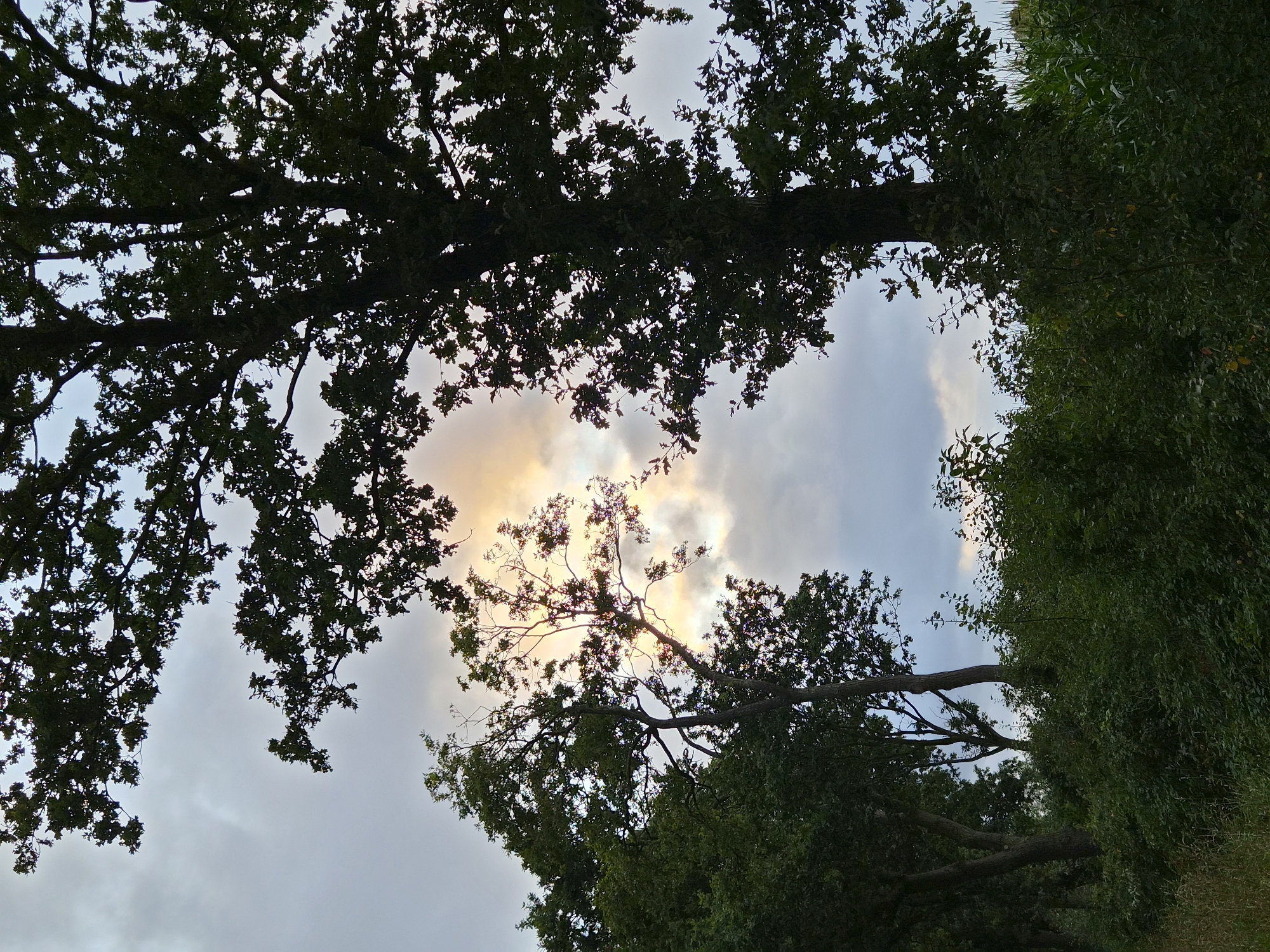 The image depicts a natural scene with lush green foliage and trees against a cloudy sky. The perspective is from ground level looking upwards, with the dense greenery occupying the lower half of the frame. In the background, the sky is partially illuminated by the sun, which is visible through a gap in the clouds, casting a warm glow. The foliage consists of a variety of trees and bushes, with some taller trees silhouetted against the sky. The overall impression is one of a serene, natural environment. This specific view is located in Schiffdorf, Germany.