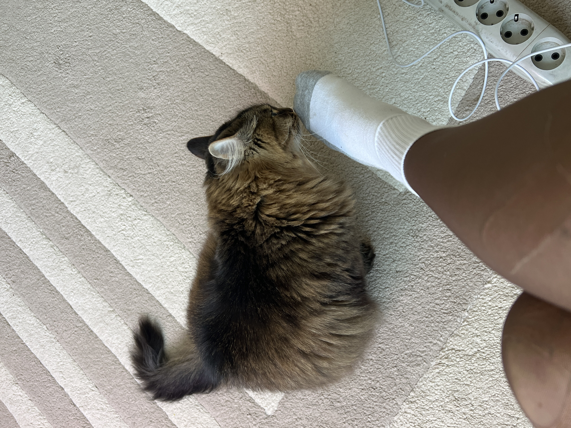 The scene depicts an indoor environment with a beige and off-white diagonally striped carpet. A long-haired cat, exhibiting brown and black tabby-like fur patterns, is positioned in the upper center, facing right. Its nose is in direct contact with the toe of a human foot. The visible portion of the human leg displays dark skin, and the foot is encased in a white sock featuring a grey toe and heel. The cat's right ear is visible, with white fur tufts inside. A fluffy, dark tail is visible on the left side of the image, belonging to the cat. In the lower right quadrant, a white multi-socket power strip, equipped with European-style outlets, rests on the carpet, with two white cables plugged into it, one partially coiled. The specific location within the city of Chaikovsky, Russia, cannot be determined from the visual evidence.