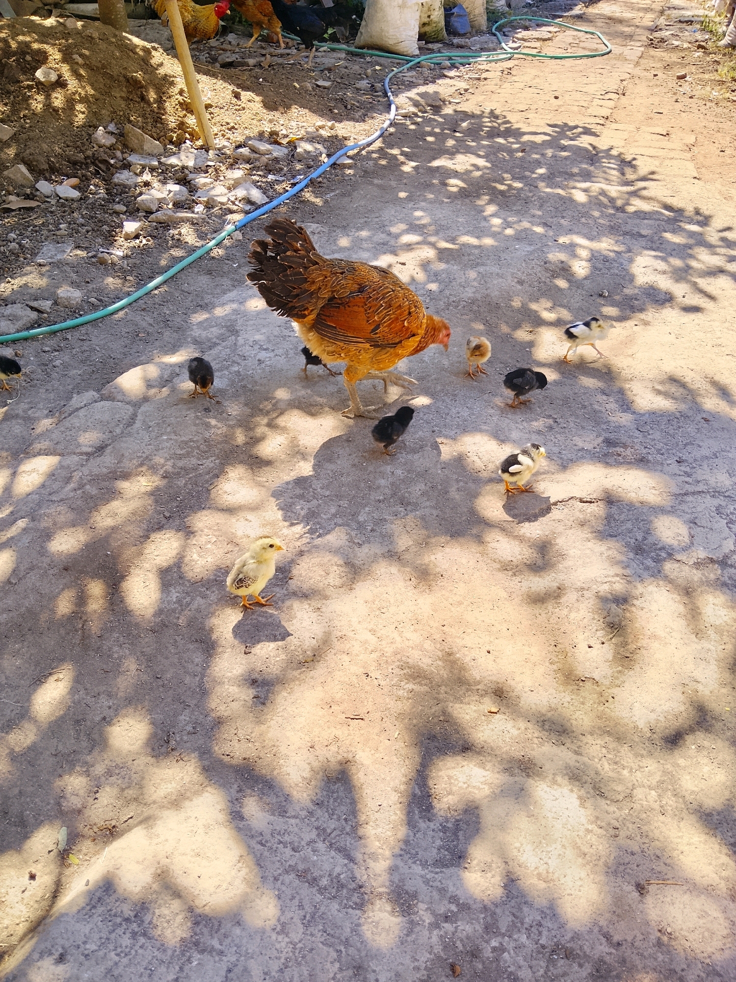 In an outdoor, sunlit environment, a hen with brown and orange feathers stands on a dirt and gravel ground. Surrounding the hen are at least six chicks of various colors, including yellow, black, and white and black. The ground is uneven and appears to be a pathway or yard. Shadows of leaves are cast across the scene, indicating the presence of trees overhead. In the background, a pile of dirt and rocks is visible, along with some white sacks and a green hose. Other chickens can be seen in the upper background. The overall scene depicts a natural outdoor setting with poultry.