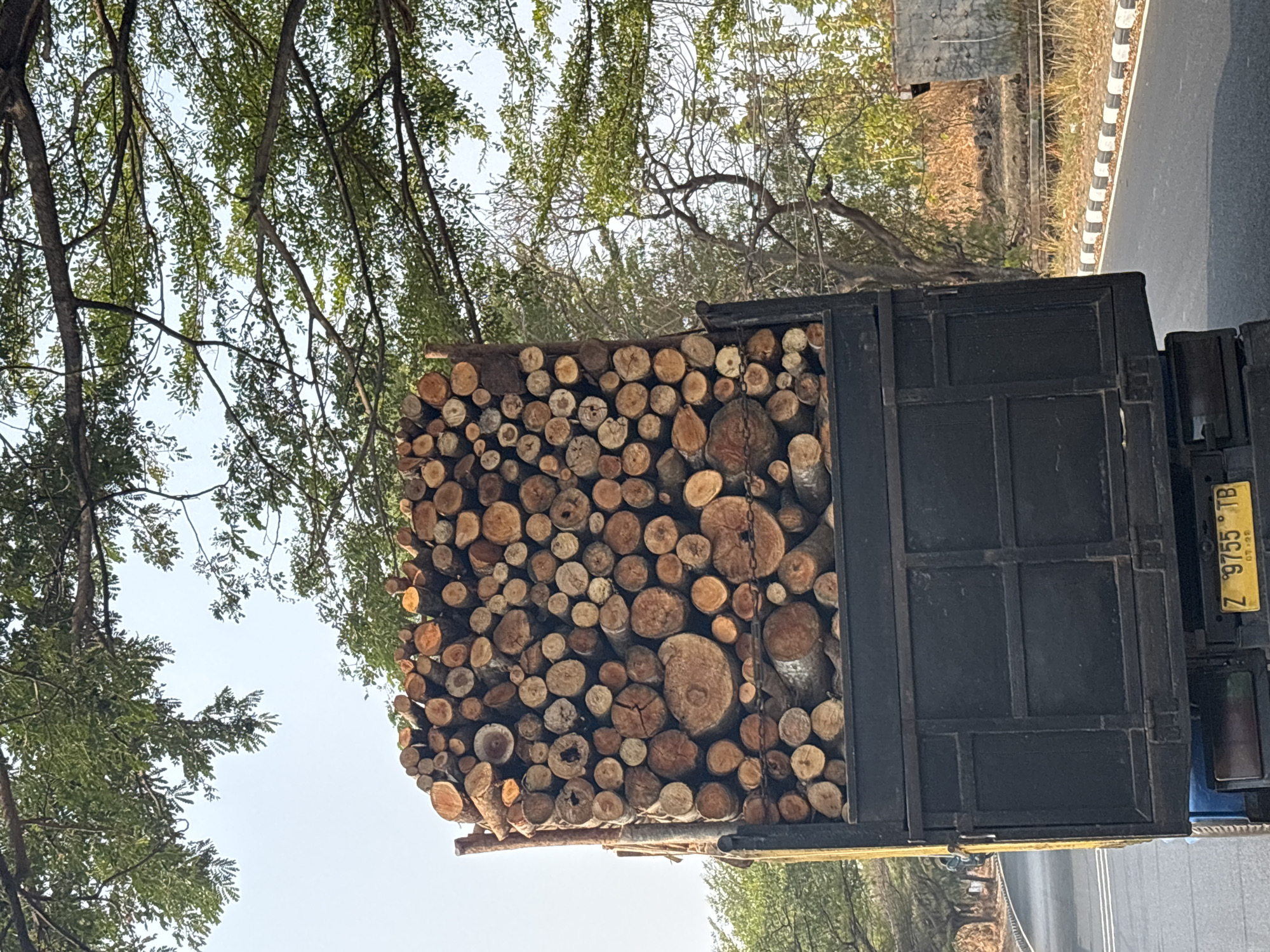 A truck loaded with stacked logs drives down a road in Kutamanggu, Indonesia. The truck's cargo area is completely filled with cut timber, piled high and secured by chains. The logs vary in size and diameter, showing visible rings and bark on their cut ends. The truck itself is black, with a yellow license plate that reads "Z 9755 TB". The road is paved and appears to be a rural or semi-rural area, with trees lining one side and dry vegetation on the other. Overhead, the branches of large trees create a canopy, partially obscuring the sky. The lighting suggests it is daytime.