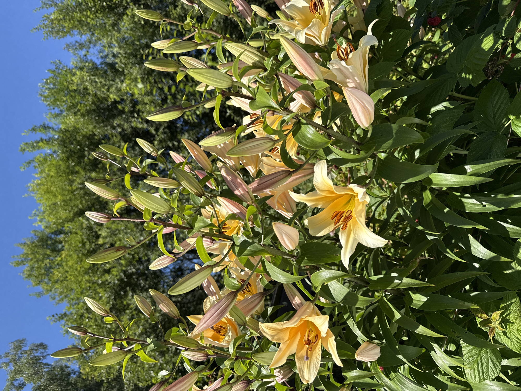 The image depicts a cluster of yellow lily flowers and buds in full bloom, set against a backdrop of lush green trees and a clear blue sky. The lilies are various stages of blooming, with some fully open showcasing their vibrant yellow petals and orange stamen, while others remain as tightly closed buds tinged with pink and green. The surrounding foliage is dense and green, indicating a natural outdoor setting. There are no people or specific man-made structures visible in the frame. The scene is bathed in bright sunlight, casting distinct shadows on the leaves and petals, suggesting a sunny day. The overall impression is one of a vibrant garden or natural landscape, likely in a temperate climate given the blooming flowers and foliage. This scene is not identifiable as being in Mahilyow, Belarus, as there are no landmarks or context clues that would pinpoint the location to this specific city.