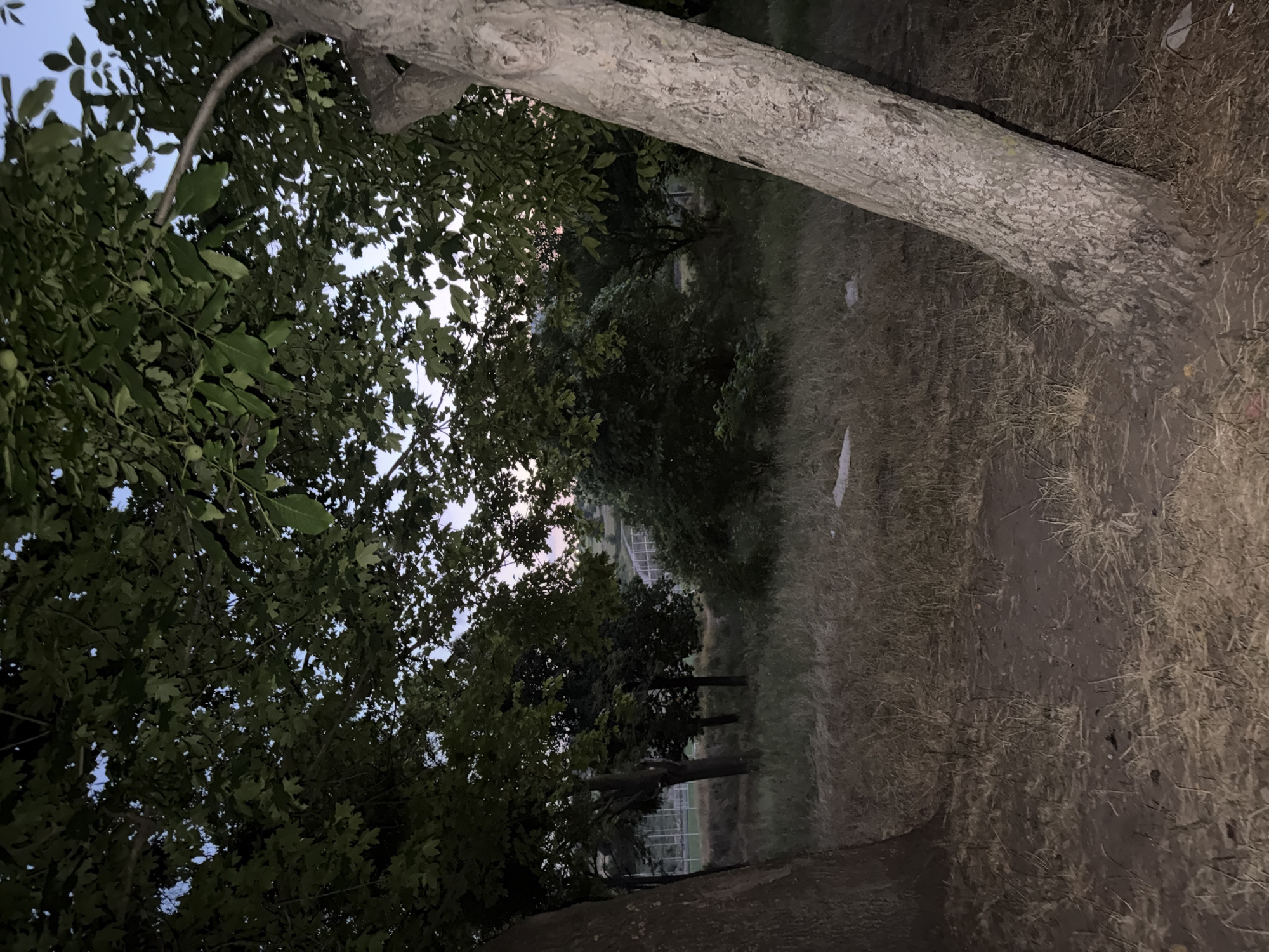 The image shows a natural scene with trees and dry grass, set in a park or wooded area on the outskirts of Strășeni, Moldova. The lighting suggests it is dusk or early evening. Two large trees are prominent in the foreground, one on the left and another on the right, angled towards the viewer. The tree on the right is particularly close and angled diagonally. The ground is covered with dry, straw-like grass and some exposed dirt paths. In the background, several other trees create a dense canopy, with glimpses of a blue sky with hints of pink and orange from the setting sun visible through the leaves. Further in the distance, a light-colored structure resembling a fence or netting is visible, possibly part of a sports field or recreational area. The overall impression is one of a quiet, natural environment.