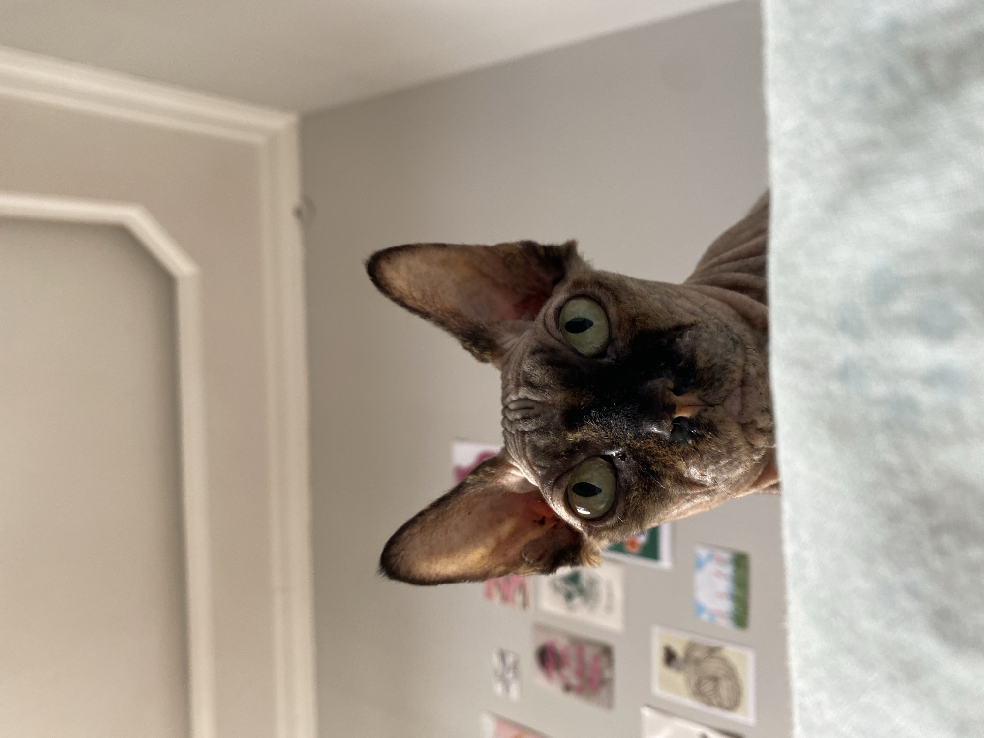A low-angle, close-up shot features a Sphynx cat with striking green eyes peeking over a pale blue, textured blanket or surface. The cat's skin is wrinkled and appears to be a mix of dark brown and tan, with darker markings around its eyes and nose. Its large, prominent ears are tilted slightly forward. In the background, a light-colored wall is adorned with several small, unframed pictures or prints. Above the wall, a white ceiling with decorative molding is visible. The lighting suggests an indoor environment, possibly a bedroom, with soft, diffused light. There is no discernible location in the city of Batumi, Georgia, in this image.