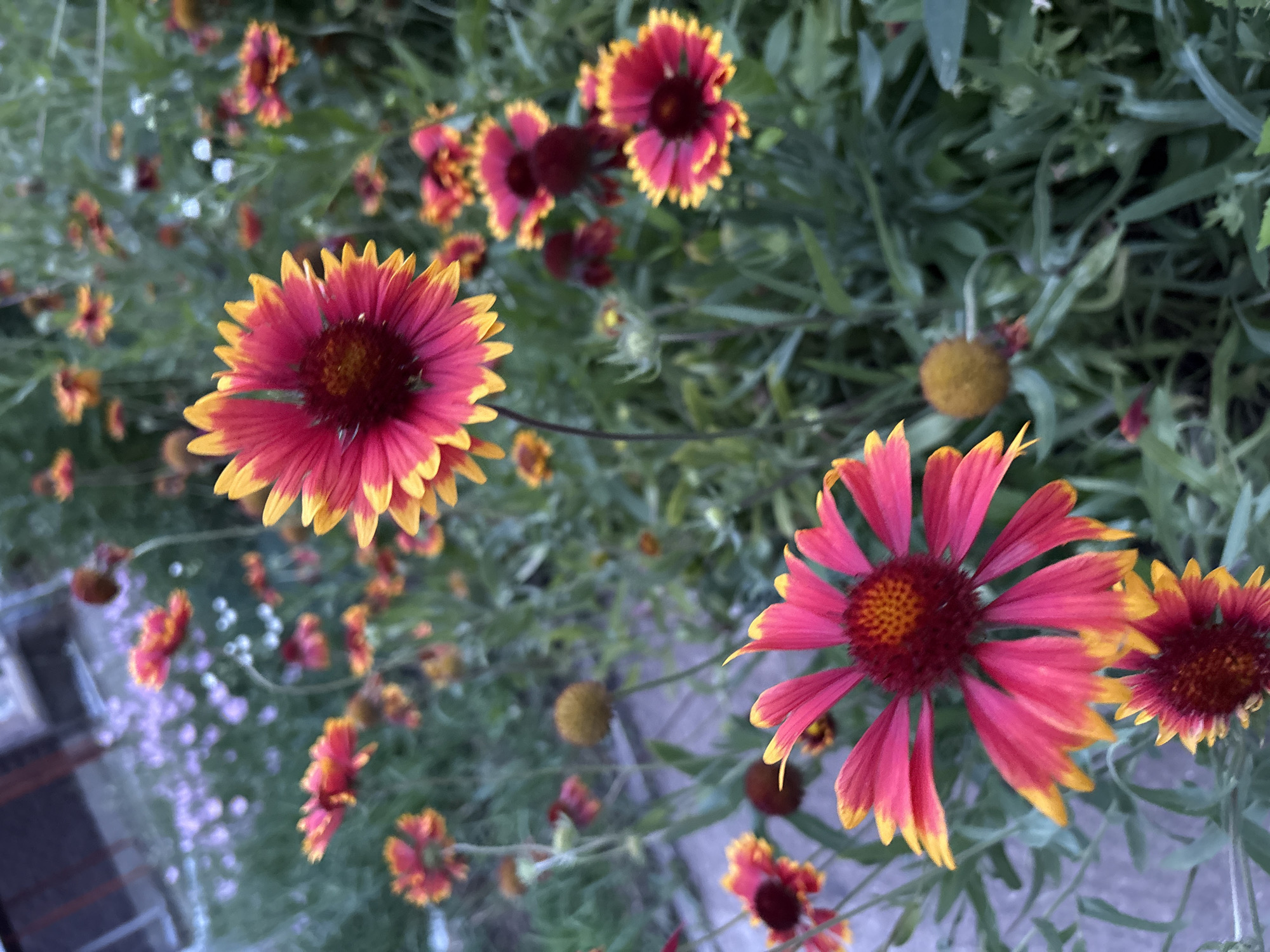 This media file is a close-up photograph of several bright red and yellow flowers, likely Gaillardia, in a garden setting. The flowers have fringed petals, with the inner part of the petals being a deep red that transitions to a vibrant yellow at the tips. The centers of the flowers are a darker reddish-brown. The background is filled with lush green foliage, also slightly blurred, suggesting a shallow depth of field. Several other flowers, some in bloom and some as closed buds or seed heads, are visible throughout the image, creating a sense of abundance. A few blurry, spherical, yellow-brown objects are interspersed among the foliage, which may be seed heads or other small plants. In the lower left portion of the image, a blurred area with a hint of purple and a pattern resembling a paved surface can be seen, possibly indicating a pathway or patio. The lighting suggests it might be daytime, possibly late afternoon or early morning due to the soft, diffused light. There are no people or text visible in the image. The overall mood is natural and vibrant, showcasing the beauty of the flowers and the garden. The location context is Mikhaylovsk, Russia.