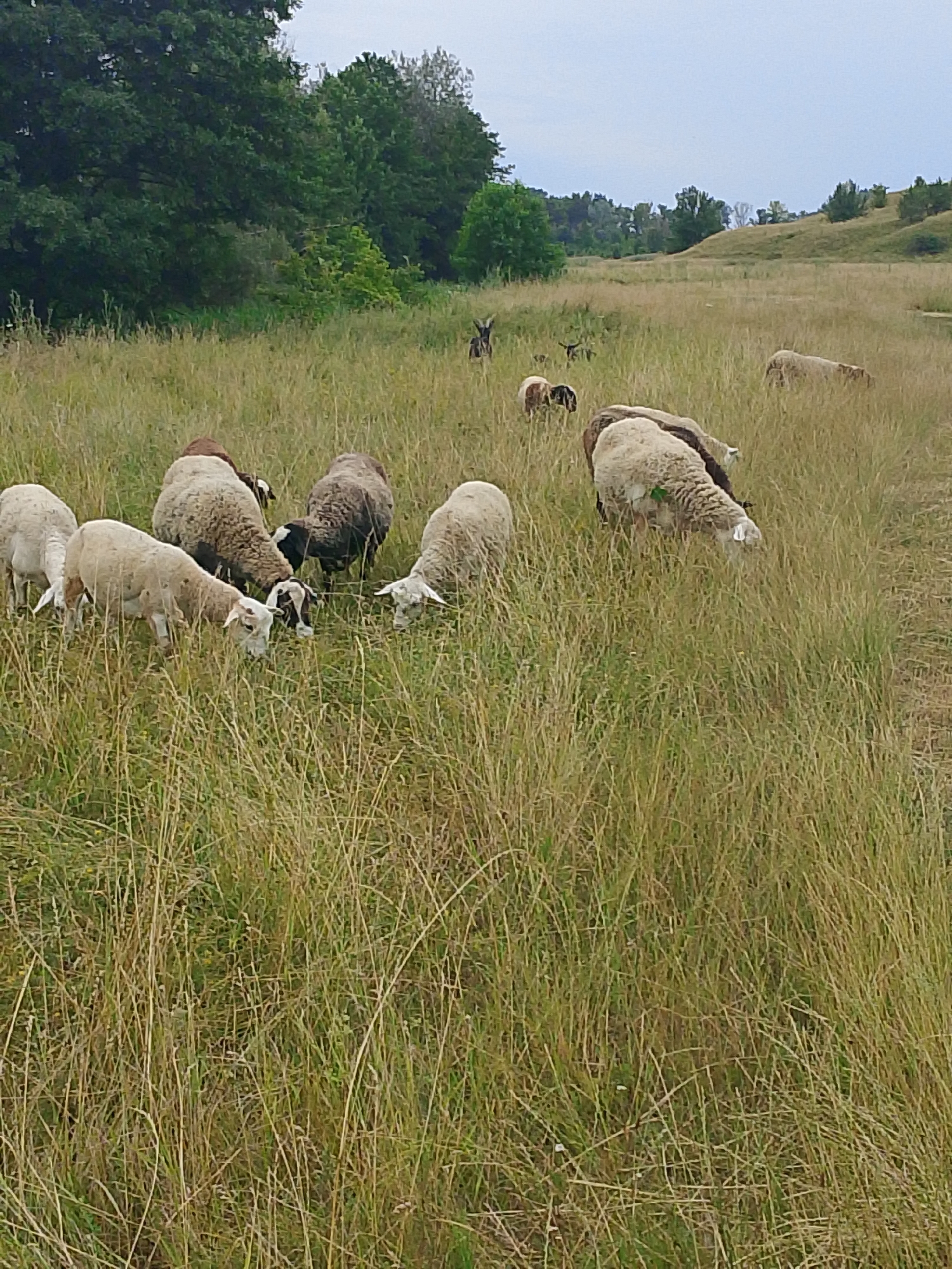 A flock of sheep graze in a grassy field under a cloudy sky. The sheep are of various colors, including white, brown, and black. Some of the sheep are in the foreground, while others are in the background. The field is covered in tall, dry grass. In the distance, there are trees and rolling hills. The overall impression is one of a pastoral landscape.