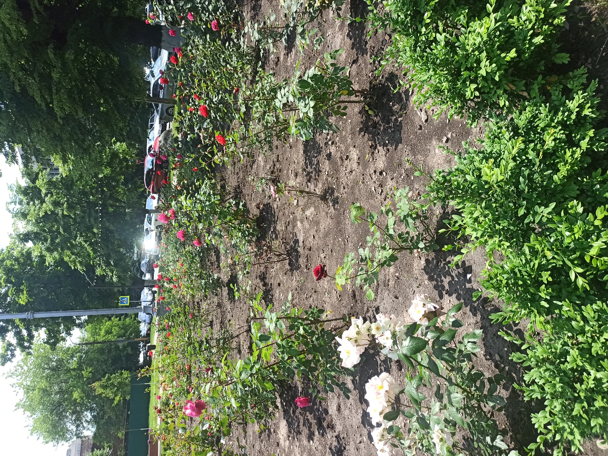 An eye-level, medium outdoor shot captures a rose garden in the foreground, with a street and trees in the background. The garden features an abundance of red and pink roses, some in full bloom, others as buds, and a few white roses are visible to the left. The plants are rooted in dark soil, with green leaves and thorny stems. Two small green bushes flank the bottom right of the frame. In the background, several cars are parked along a paved street. Trees with dense green foliage line the street, and a lamppost with a pedestrian crossing sign is visible on the left. The sky is partly cloudy and bright, suggesting a sunny day.