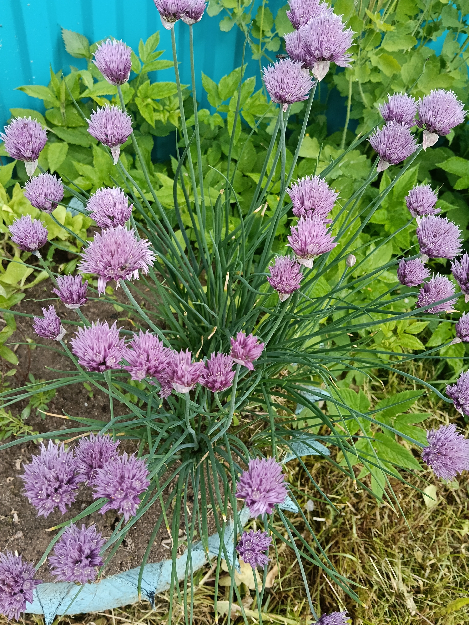 A close-up, eye-level shot shows a clump of chives in full bloom. The chives have spherical, purple flowers atop slender, green stems. They grow from soil and are surrounded by green foliage. A blue-painted structure is partially visible in the background. The setting appears to be an outdoor garden or cultivated area in or around Красный Маяк, Russia. There are no people visible in the frame.