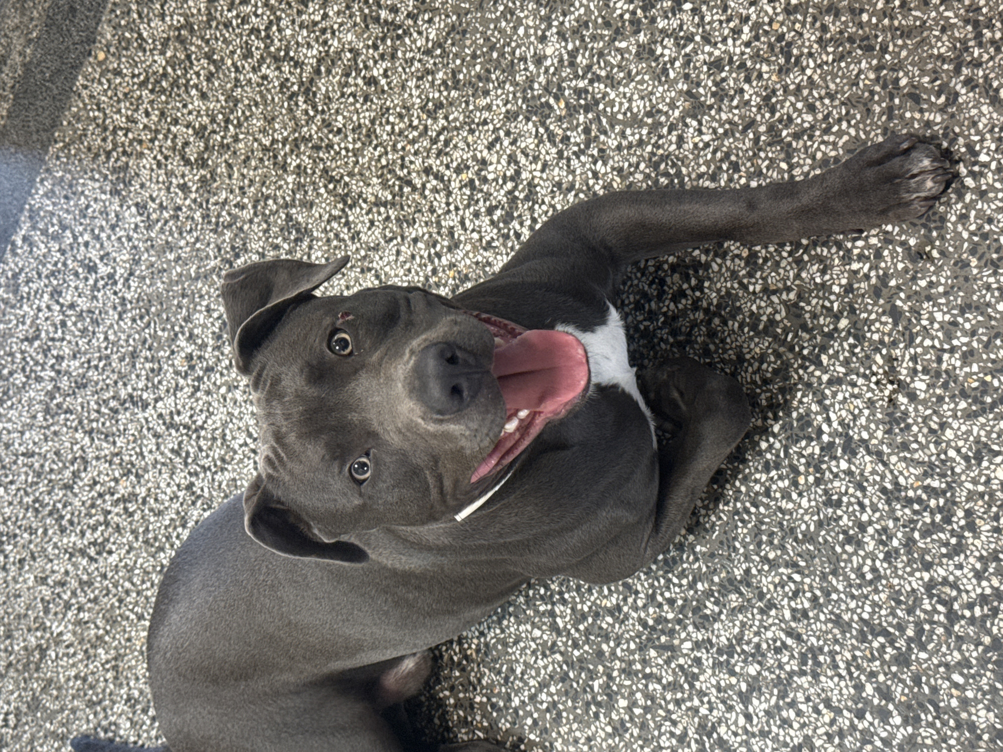 A medium shot shows a blue pit bull dog lying on a speckled gray and white surface, possibly a floor or pavement. The dog is facing the camera with its mouth open, panting, and its pink tongue is visible. It has a white marking on its chest and a white strip on its collar. The dog's eyes are wide open, and there is a small wound on its left eyebrow. The background is out of focus, but it appears to be an outdoor area with shadows cast on the ground, suggesting it might be a sunny day. The overall impression is of a happy and energetic dog.