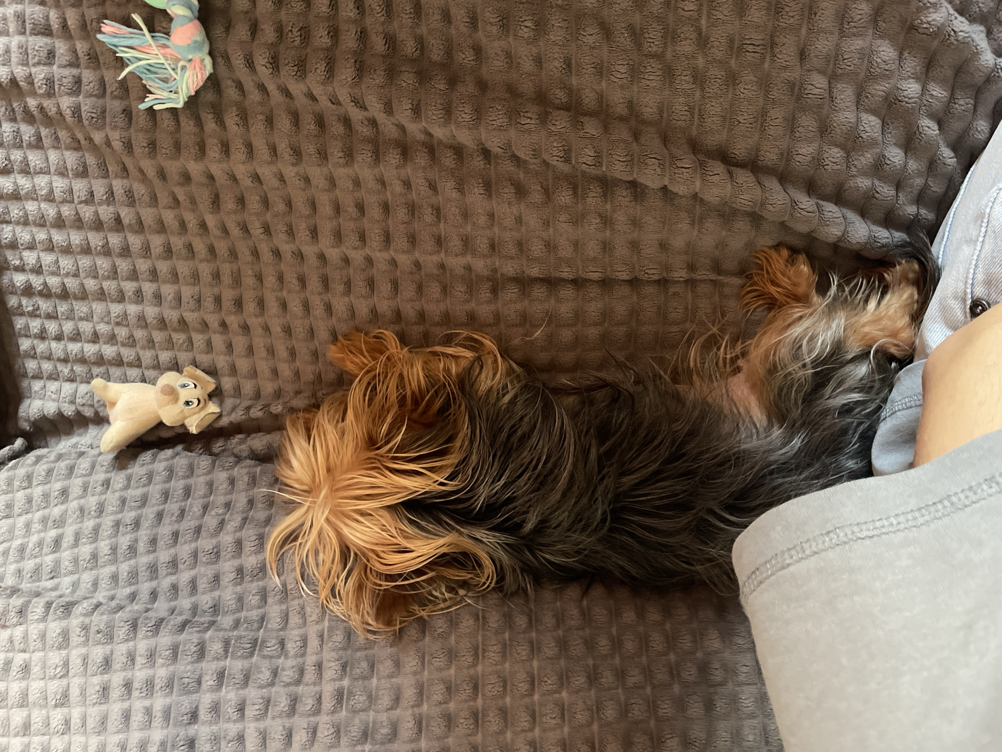 A medium-sized long-haired dog, possibly a Yorkshire Terrier, is lying on a gray waffle-textured blanket, with its back to the camera. The dog has tan and black fur. A small, plush toy resembling an elephant is located to the left of the dog's head, and a multi-colored knotted toy is near the top left of the frame. Part of a person's arm and gray clothing are visible on the right side of the frame. The setting appears to be indoors. There is no indication of the location being Burgas, Bulgaria.