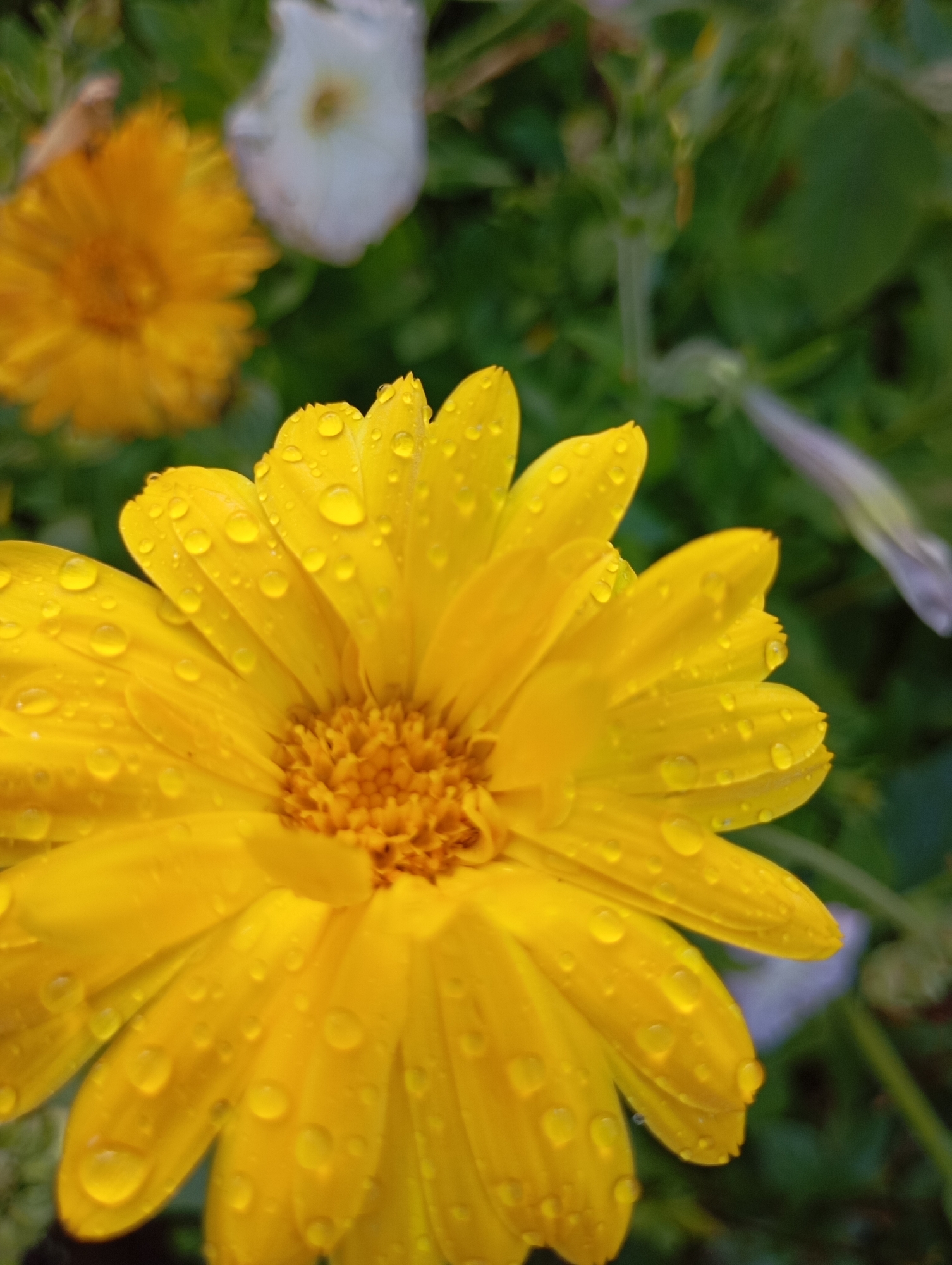 In the city of Fokino, Russia, a close-up shot captures a vibrant yellow flower, likely a calendula, adorned with numerous water droplets. The petals are a rich yellow and appear slightly translucent due to the moisture. The flower's center is a darker, textured yellow. In the blurred background, a lighter-colored flower, possibly white, is visible to the left, along with green foliage and hints of other out-of-focus plant life. The overall impression is one of natural beauty after a rain.