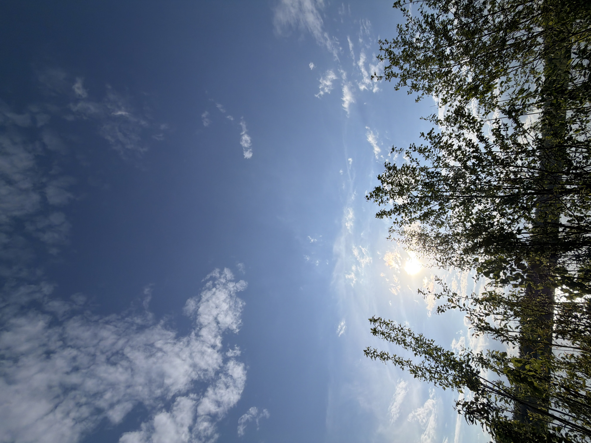 The image captures a view looking up into a blue sky with scattered clouds. In the lower right portion of the frame, tree branches with green leaves are visible, partially obscuring the sun which is shining brightly. The location is identified as Selychka, Russia. There are no people visible in the image. The primary subjects are the sky, clouds, sunlight, and tree branches. No actions or interactions are depicted.