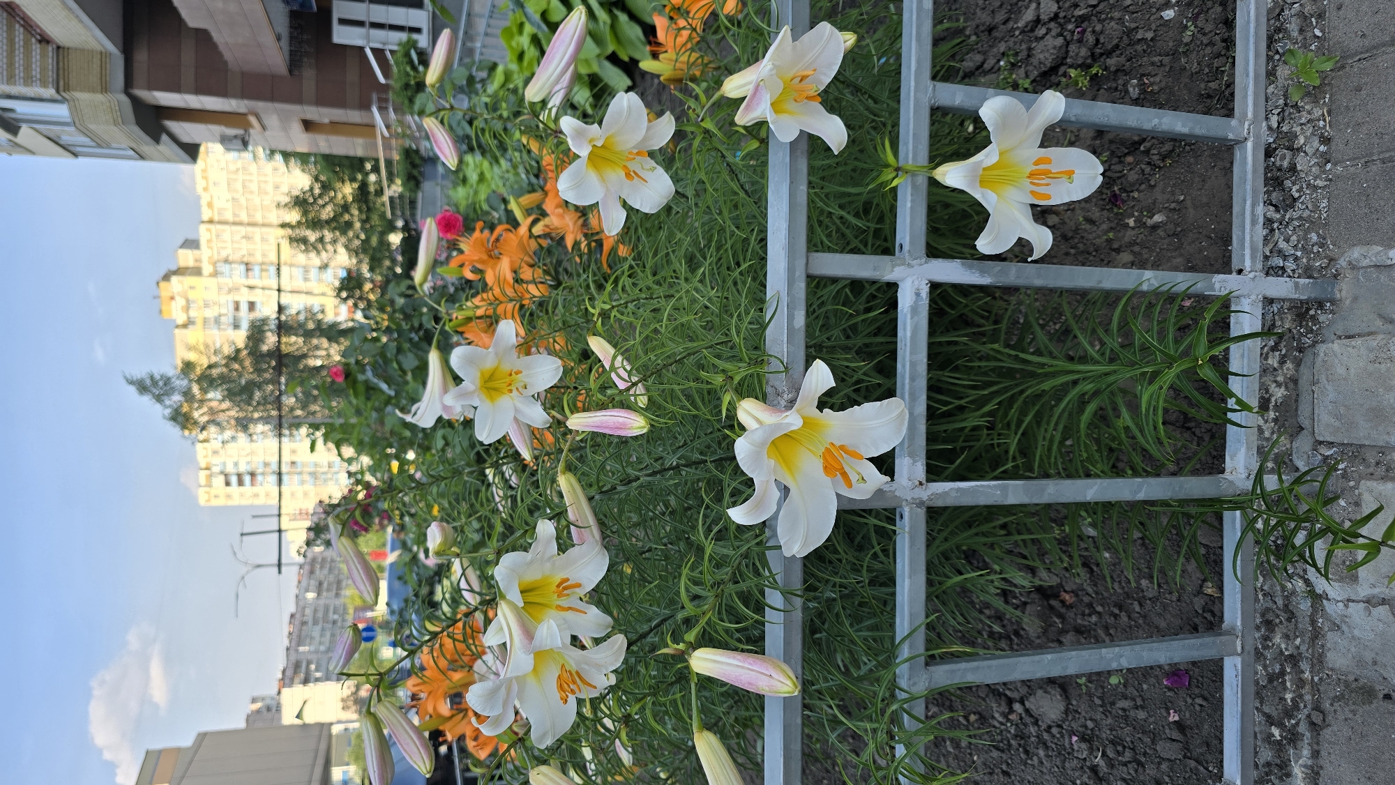 The image depicts a cluster of white and orange lilies growing outdoors, near a metal fence. The lilies are the primary subjects, with their delicate petals and vibrant colors standing out against the green foliage. Several lily buds, tinged with pink, are also visible, suggesting the flowers are in various stages of bloom.
The setting appears to be an urban environment, with buildings visible in the background. The architecture suggests a residential area, and the presence of apartment blocks hints at a city location. The sky is a clear blue, indicating fair weather, and the lighting suggests it is daytime, likely late afternoon or early evening due to the warm, slightly diffused sunlight.
The metal fence, a utilitarian object, runs horizontally across the frame, partially obscuring some of the flowers and providing a visual barrier. The ground beneath the plants is dark soil, typical of a garden bed. The overall scene evokes a sense of natural beauty coexisting with an urban landscape.
There is no discernible activity or event taking place, other than the natural growth and blooming of the flowers. The mood is tranquil and serene, highlighting the simple beauty of the flowers. No text is visible in the image. The location context provided is Kyiv, Ukraine, which aligns with the presence of apartment buildings and the general urban aesthetic.