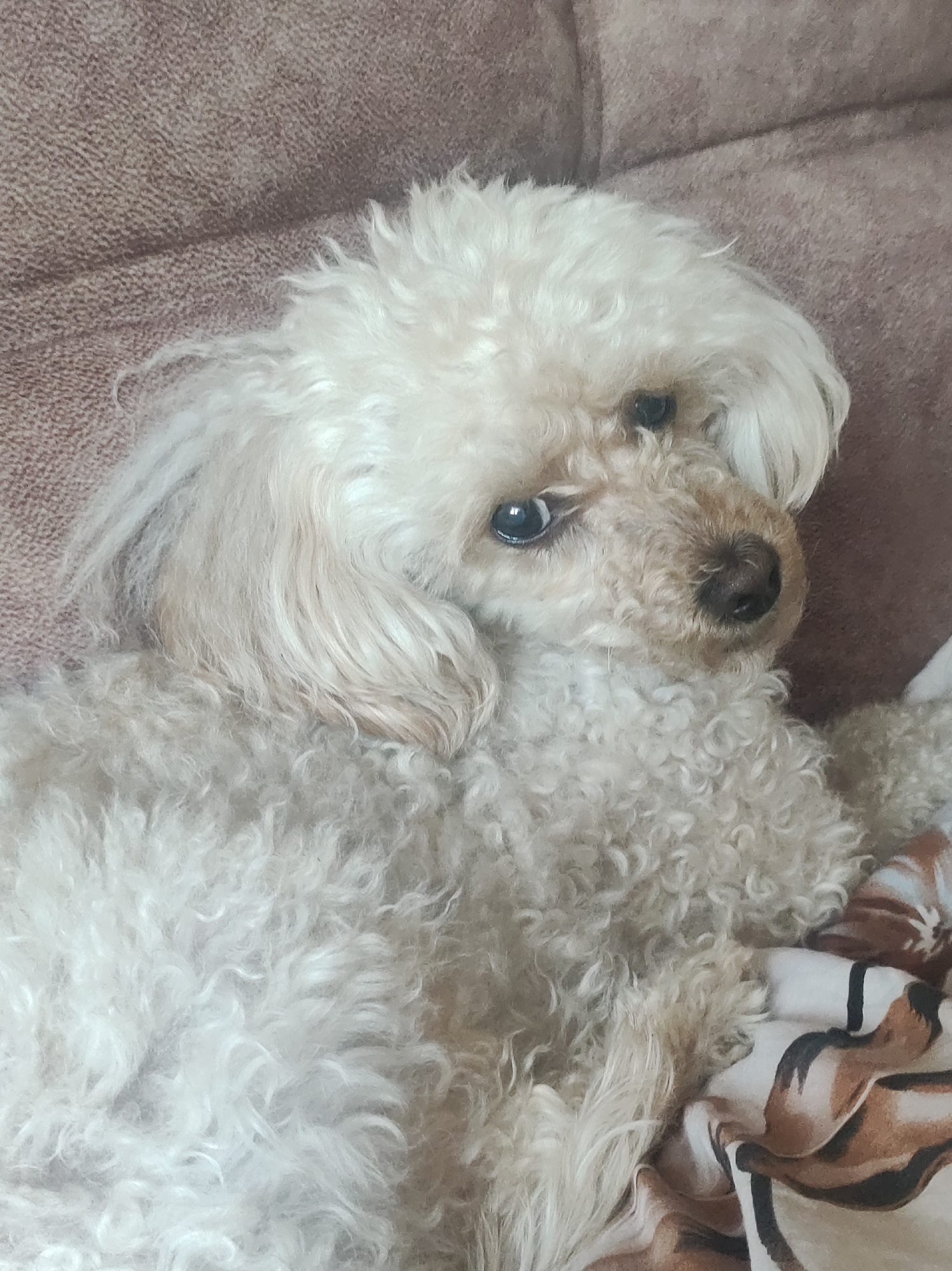 A close-up shot shows a small, cream-colored dog, likely a poodle or a similar breed, lying on a brown upholstered couch. The dog is mostly covered in curly fur. Its head is turned slightly towards the viewer, revealing one eye with a visible reflection. A blanket with a brown and white pattern is partially visible beneath the dog. The location of Chaikovsky, Russia, cannot be confirmed from this image.