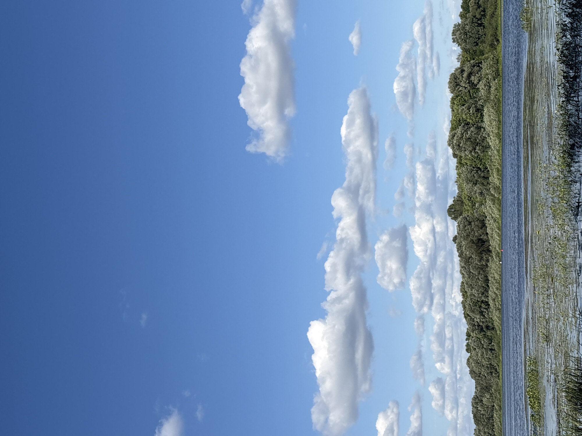 A wide shot captures a serene natural landscape under a bright blue sky dotted with fluffy white clouds. The foreground is dominated by a calm body of water, possibly a lake or river, with patches of aquatic plants floating on its surface and reeds growing along the bank. In the middle ground, a dense line of lush green trees forms a verdant backdrop, extending across the horizon. The sky above is expansive and clear, with the clouds casting gentle shadows on the scene below. No people or man-made structures are immediately visible, suggesting a secluded, undeveloped natural environment.