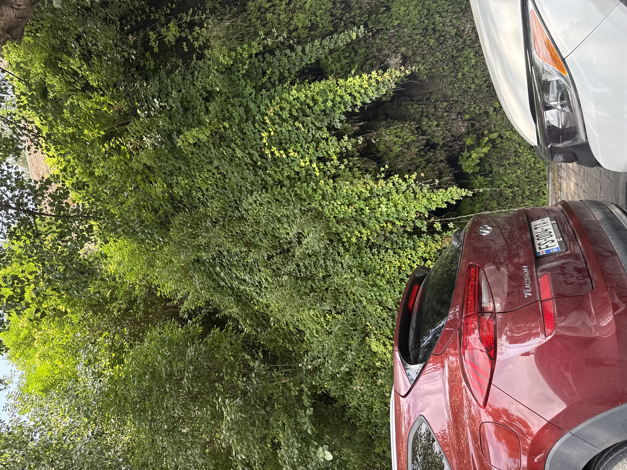 The image captures a view of a street in Tbilisi, Georgia, with two cars parked in front of a lush, green, ivy-covered rock face. The car on the left is a dark red SUV, the rear section of which is visible, including its taillight, spoiler, and license plate which reads "FS-004-TA GEORGIA". The car on the right is a white vehicle, only the front headlight and hood are visible. The rock face is heavily overgrown with various types of green foliage, creating a dense, natural wall. The overall scene suggests an urban environment where nature has significantly encroached upon the built landscape. The lighting indicates it is daytime, with sunlight filtering through the leaves, casting dappled shadows.