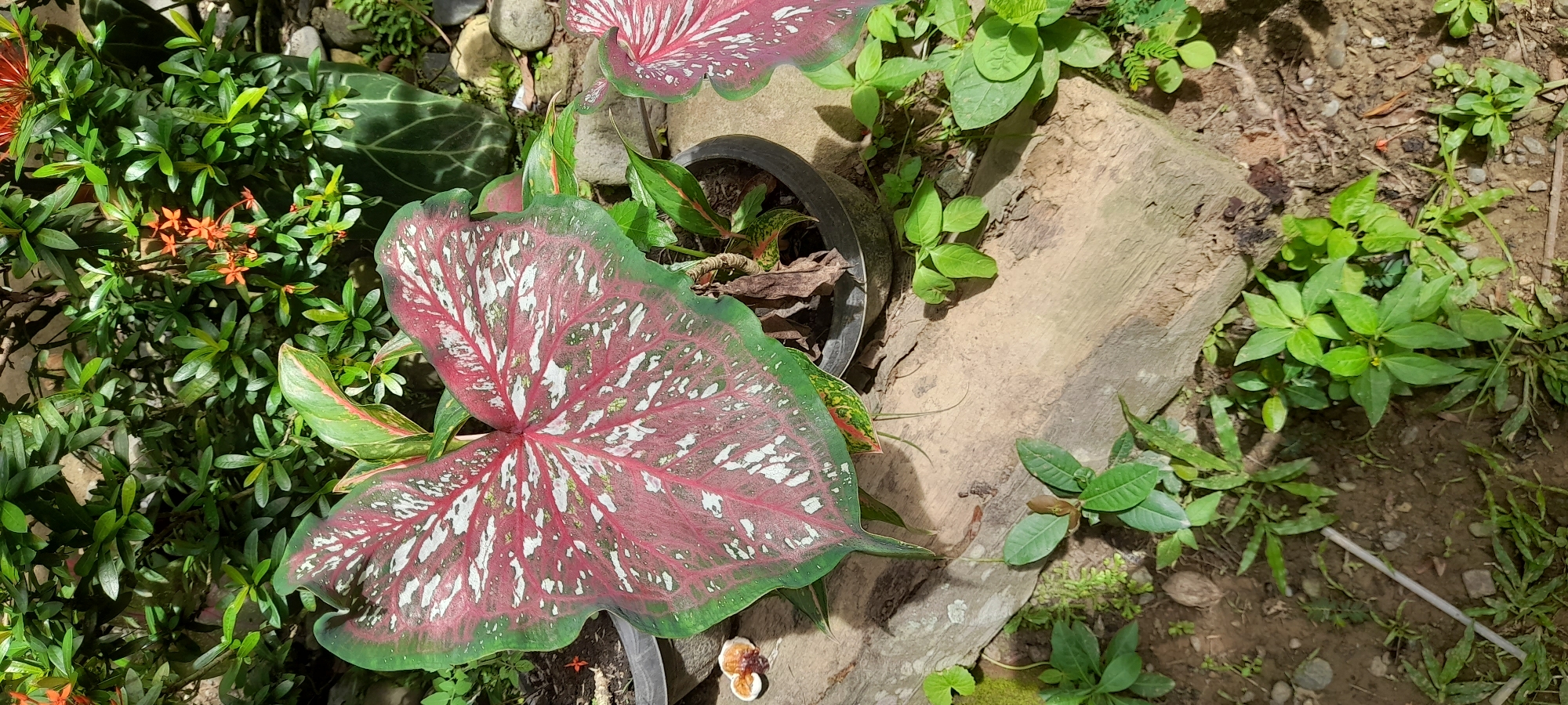 The image depicts a garden scene in Palohpanyang, Indonesia. The focal point is a Caladium plant with large, heart-shaped leaves that are primarily pink/red with white and green margins, growing in a black plastic pot. The pot rests next to a rectangular stone or concrete block. Various other green plants surround the Caladium, including smaller leafy plants and one with small orange flowers. The ground is covered with soil, some small stones, and scattered green foliage. A piece of dried organic material (possibly a shell or mushroom) sits on the ground near the bottom of the Caladium leaf. The lighting appears to be natural daylight.