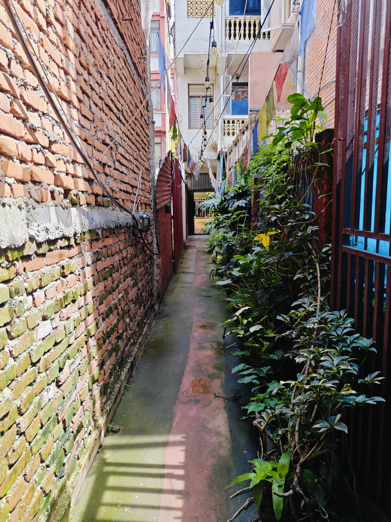 A narrow, unpaved alleyway in Kathmandu, Nepal is bordered by a weathered brick wall on the left and a metal gate and dense foliage on the right. The brick wall, showing signs of age and moss growth, has electrical wires and conduits running along its surface. The ground is a damp, reddish-brown concrete with scattered shadows cast by an unseen structure. On the right, various green plants and vines grow in abundance, some reaching towards a dark brown metal gate with vertical bars and a blue metal fence behind it. Colorful prayer flags are strung across the alleyway in the distance, suggesting a cultural or religious context. Buildings with balconies and windows are visible in the background, indicating an urban setting. A red metal door is partially visible on the left side of the alley, leading further into the passageway. The lighting suggests it is daytime.