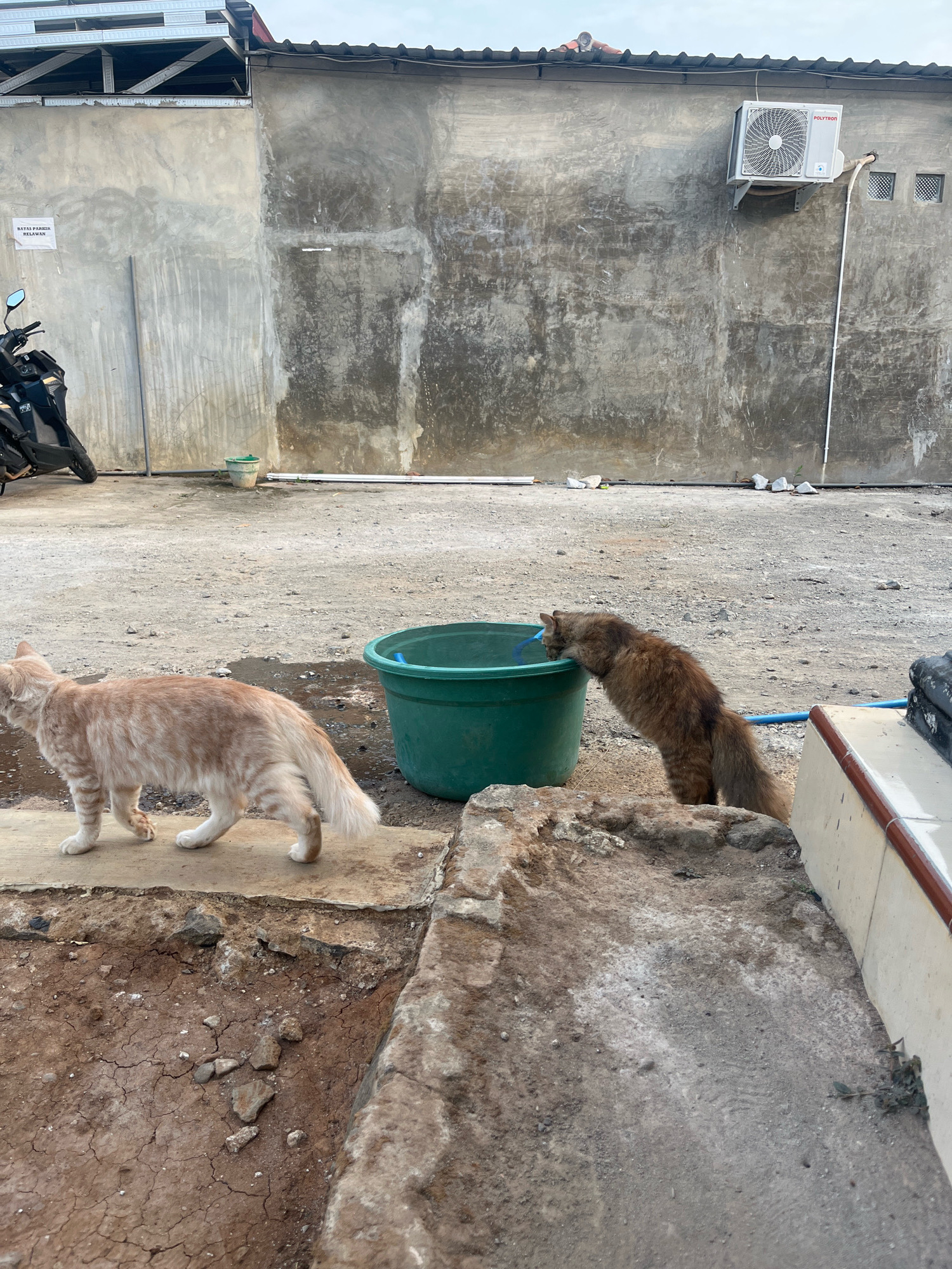 This is an outdoor scene in Sumberjo, Indonesia, likely a backyard or utility area. Two cats are present. In the foreground, an orange tabby cat with white paws walks from left to right, facing left. To its right, a long-haired brown cat is reaching its head into a large, green plastic tub, appearing to drink from it. The tub is on the ground next to a concrete ledge. The background features a rough, grey concrete wall with an air conditioning unit mounted on it. A motorcycle is parked on the left side of the scene. The ground is a mix of concrete and dirt. The sky is overcast.