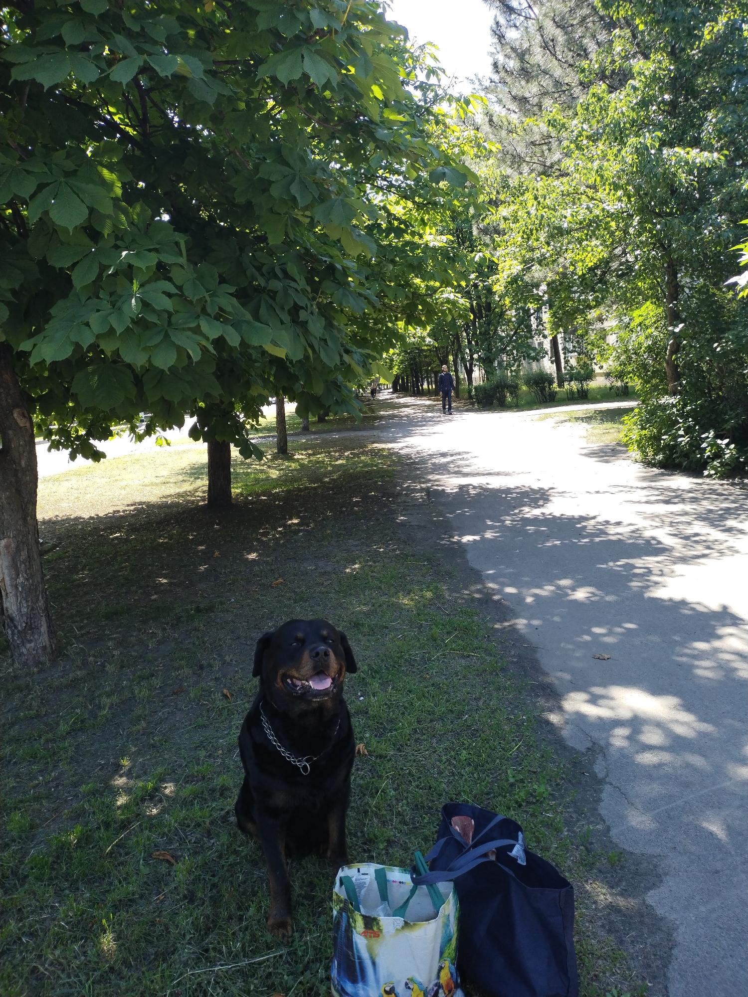 A black Rottweiler dog is sitting on the grass next to a paved walkway in a park. The dog is facing the camera with its mouth open and tongue out. A chain collar is around its neck. To the right of the dog, on the grass, are two bags, one a dark blue tote bag and the other a reusable shopping bag with a parrot design. The walkway curves to the right and extends into the distance. Trees with green foliage line both sides of the walkway, casting dappled shadows on the path. In the distance, a person in a dark jacket and light-colored pants is walking away from the camera on the walkway. The background consists of more trees and buildings. The sky is bright and sunny. The scene appears to be in Horishni Plavni, Ukraine, based on the context provided.