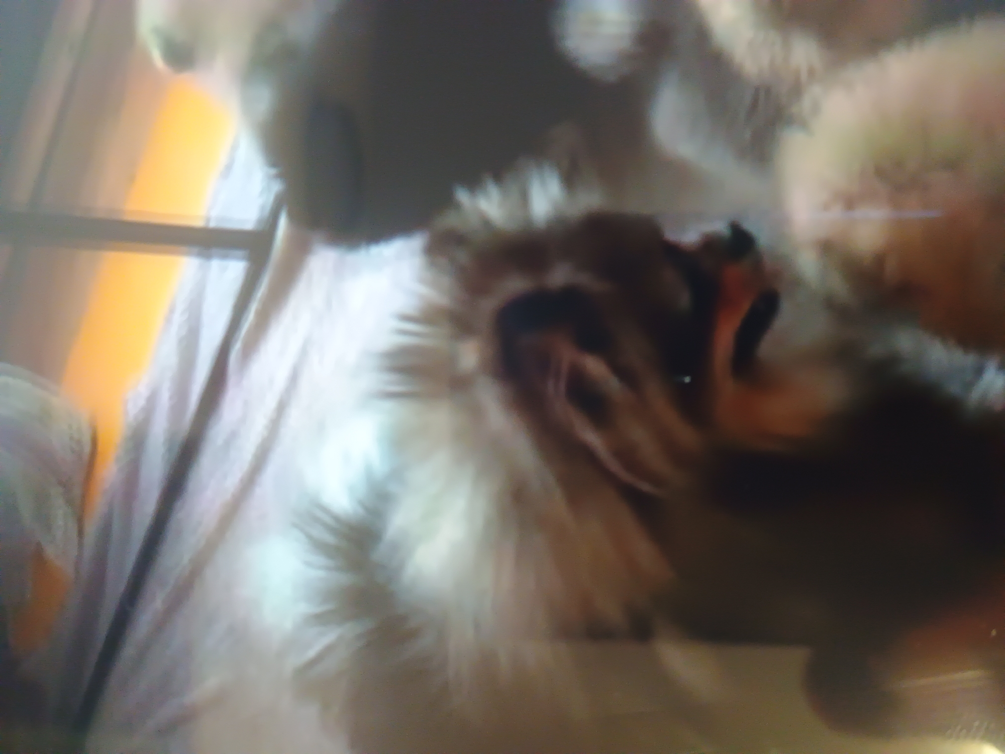 This image, captured in the city of Kroměříž, Czechia, presents a severely blurry, soft-focus, and abstract close-up. The central and upper-right portions are dominated by an expansive area of light-colored, possibly off-white or cream, fluffy material consistent with animal fur or a plush textile. In the mid-left, a darker, reddish-brown, indistinct organic shape is visible, appearing to be in direct contact with the fluffy material. This shape contains a dark, elongated internal feature, possibly a mouth or a claw, with a bright orange-red tip discernible at one end. In the far upper-right, a distinct vertical rectangular area of bright orange light is present, partially intersected by a thin, dark, vertical line. The lower-left area contains further indistinct, darker, blurred shapes. No specific human figures are identifiable.