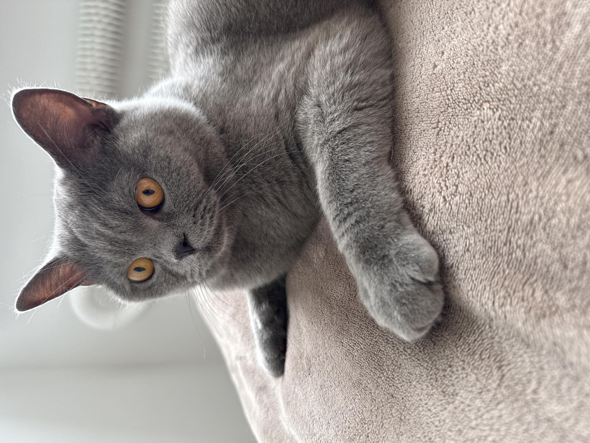 This media file shows a close-up, low-angle shot of a grey cat with striking amber eyes. The cat is lying down, draped over a soft, textured surface that appears to be a blanket or upholstery. The cat's head is positioned to the left of the frame, looking towards the viewer with a curious expression. One of its front paws is visible, resting on the textured surface. The background is out of focus and appears to be a bright, white or light-colored wall and possibly some blinds or a curtain. The lighting suggests it is daytime, with natural light coming from the left. The overall mood is intimate and focused on the cat's features and texture. No text is visible in the image. The location context is Zielona Góra, Poland.