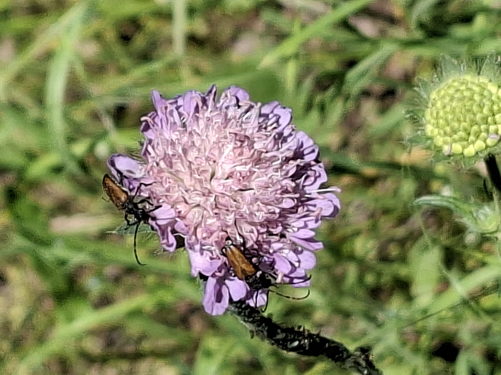 Two small, brown insects are perched on a light purple flower in a natural, outdoor setting. The flower is round and fluffy, with many delicate petals. One insect is positioned towards the top of the flower, while the other is slightly lower and to the left. The background is out of focus, consisting of green foliage, suggesting a garden or meadow. There are no people or man-made structures visible in the image. The scene is one of nature, with insects interacting with a blooming flower. The specific location in Alytus, Lithuania, is not discernible from the image itself.