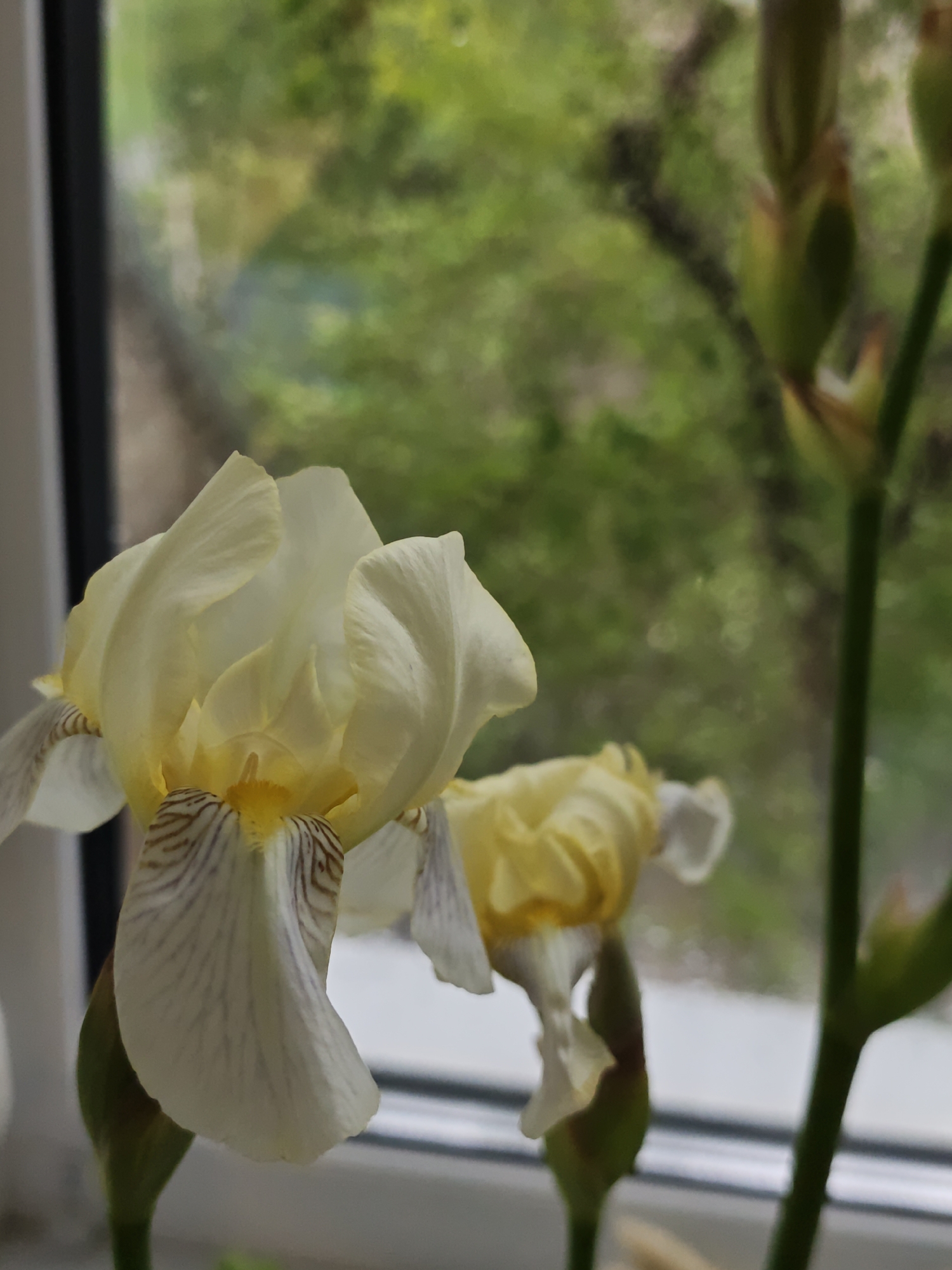 The image shows two iris flowers in front of a window. The larger, more prominent flower is a creamy white color with yellow and light brown markings near the center. Its petals are open and somewhat ruffled. A second, smaller iris flower is partially visible behind the first one, also showing a yellow hue. Behind the flowers, the window provides a blurred view of greenery, possibly trees, indicating an outdoor setting. The presence of a building structure is noticeable. Based solely on the image and the provided context that this image was taken in Vinnytsia, Ukraine, the plants appear to be indoors, likely on a windowsill, with a view of an outdoor urban environment.
