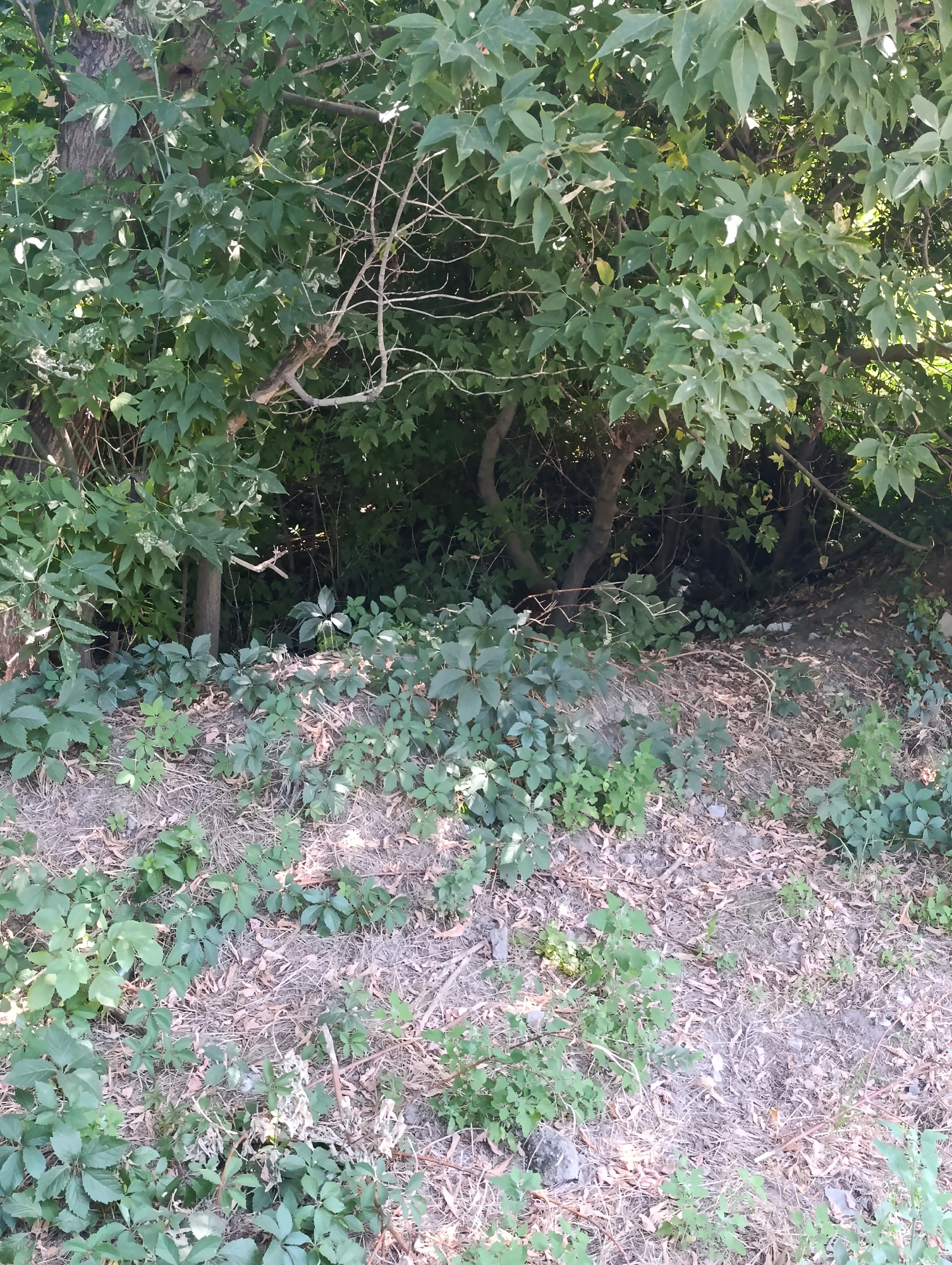 The image displays an overgrown, natural area at the base of a wooded slope, presumably within a city, though no specific urban features are visible. The foreground is covered in a thick layer of dry leaves, twigs, and sparse green vegetation, suggesting a transition zone between a cultivated area and a wilder space. In the midground, several small to medium-sized trees with green leaves form a dense canopy, casting shadows and obscuring the background. The ground beneath the trees appears to be a mix of soil, dead leaves, and more low-lying green plants. The overall impression is one of a natural, somewhat neglected environment, possibly a park or the edge of a wooded lot within an urban setting.