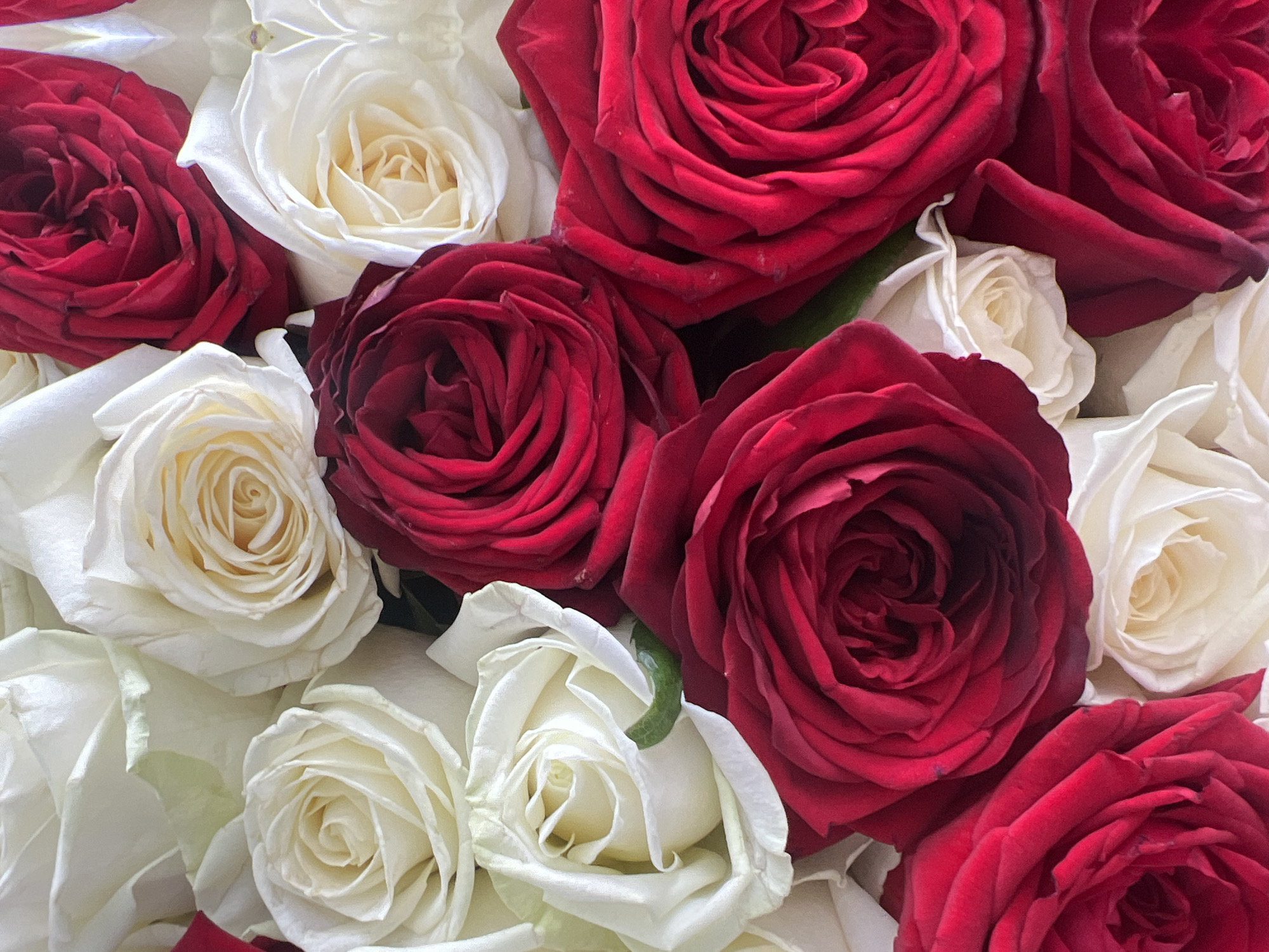 The image is a close-up, overhead view of a bouquet of red and white roses. The roses are fully bloomed and tightly packed together, creating a textured surface. Some of the red roses have dark, velvety petals, while the white roses are a creamy ivory color with hints of yellow in their centers. The lighting is soft and diffused, highlighting the delicate curves of the petals. There is no indication of a specific location within Votkinsk, Russia, or any people or actions depicted in the scene.