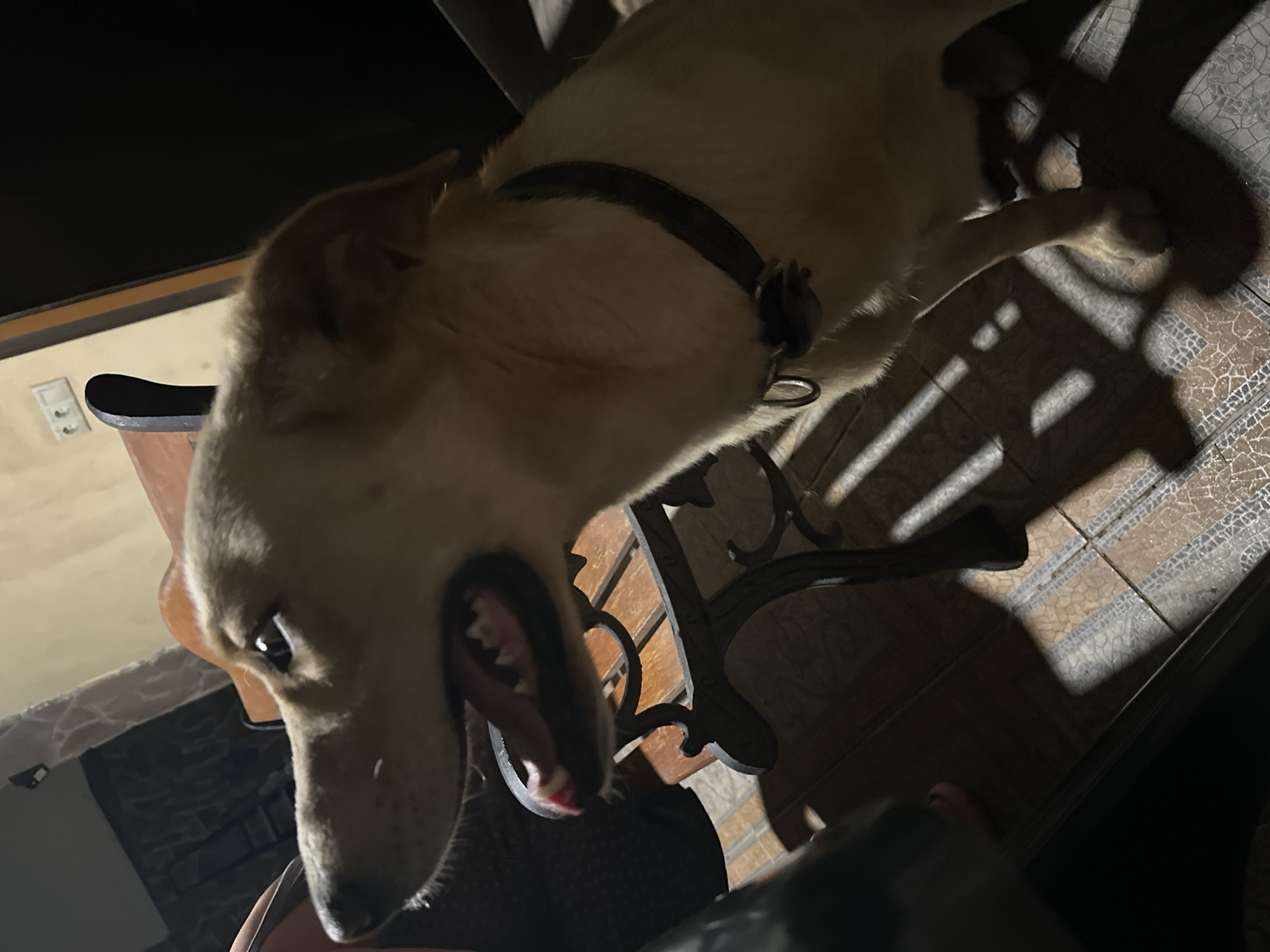 A light-colored dog with its mouth open is captured in profile, looking to the left. The dog is wearing a dark collar. Behind the dog, a wooden bench with metal detailing is visible, casting a striped shadow on the tiled floor. The environment appears to be indoors, possibly a room in Sochi, Russia, given the presence of a light switch on the wall and the warm lighting. The overall impression is one of a candid moment, possibly taken at night due to the dramatic lighting and shadows.