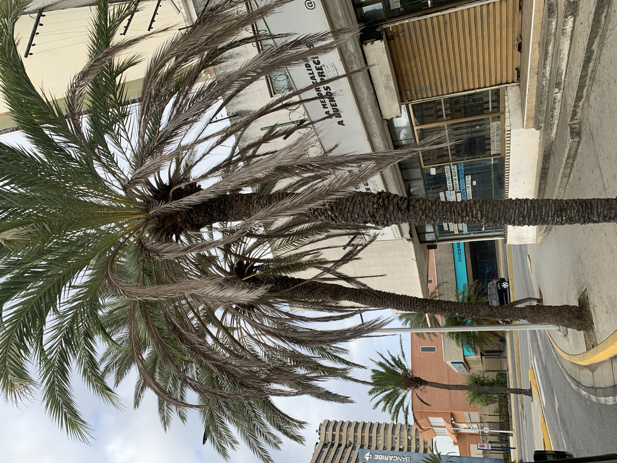 This image depicts an urban street scene in Porlamar, Venezuela, under an overcast sky during daytime. The perspective is looking up, with a prominent tall palm tree dominating the foreground, its fronds a mix of vibrant green and dry, brown foliage. Several other palm trees, varying in size, are visible further down the street, some also displaying dry fronds.
The setting includes multiple buildings. Behind the main palm tree is a light-colored, possibly white, building with visible grime and wear. It features a brown roll-down security shutter over a storefront and a sign with Spanish text "A MEJOR CALIDAD A BUENOS PRECIOS" (The best quality at good prices), and what appears to be "MEGAELECTRIC IN" and a number "FJ-41324232-0". Further along the street, a building with an orange/brown facade is visible, and a more modern, taller building with a blue sign displaying "BANCARIBE" twice.
The street itself is paved, with yellow paint lining the curb and white markings for a crosswalk. A dark-colored car is parked or driving on the road. No specific activity or people are prominently featured, lending a quiet atmosphere to the scene. The overall impression is a typical city street, potentially a commercial area given the storefronts and bank.