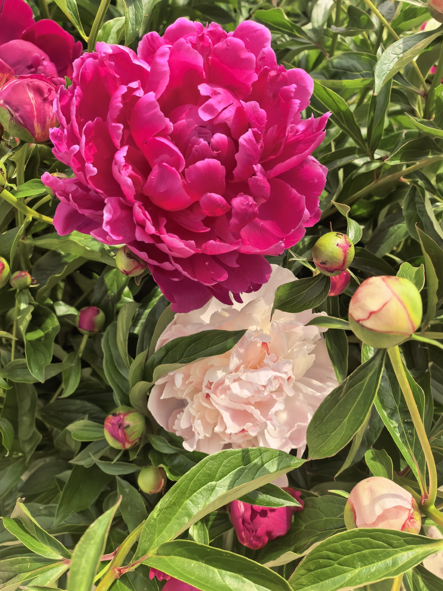 The image presents a close-up view of peony flowers in full bloom. The flowers exhibit two distinct colors: a vibrant, deep pink and a softer, pale pink. Several peony buds are visible, some of which are closed and others partially open, displaying a mix of green and pink hues. The flowers and buds are surrounded by numerous green leaves, which are sharply defined. The leaves are a rich green, with clear vein patterns visible. The image is well-lit, and the details are sharp.
There is no indication that the image was taken in the city of Sterlitamak, Russia.