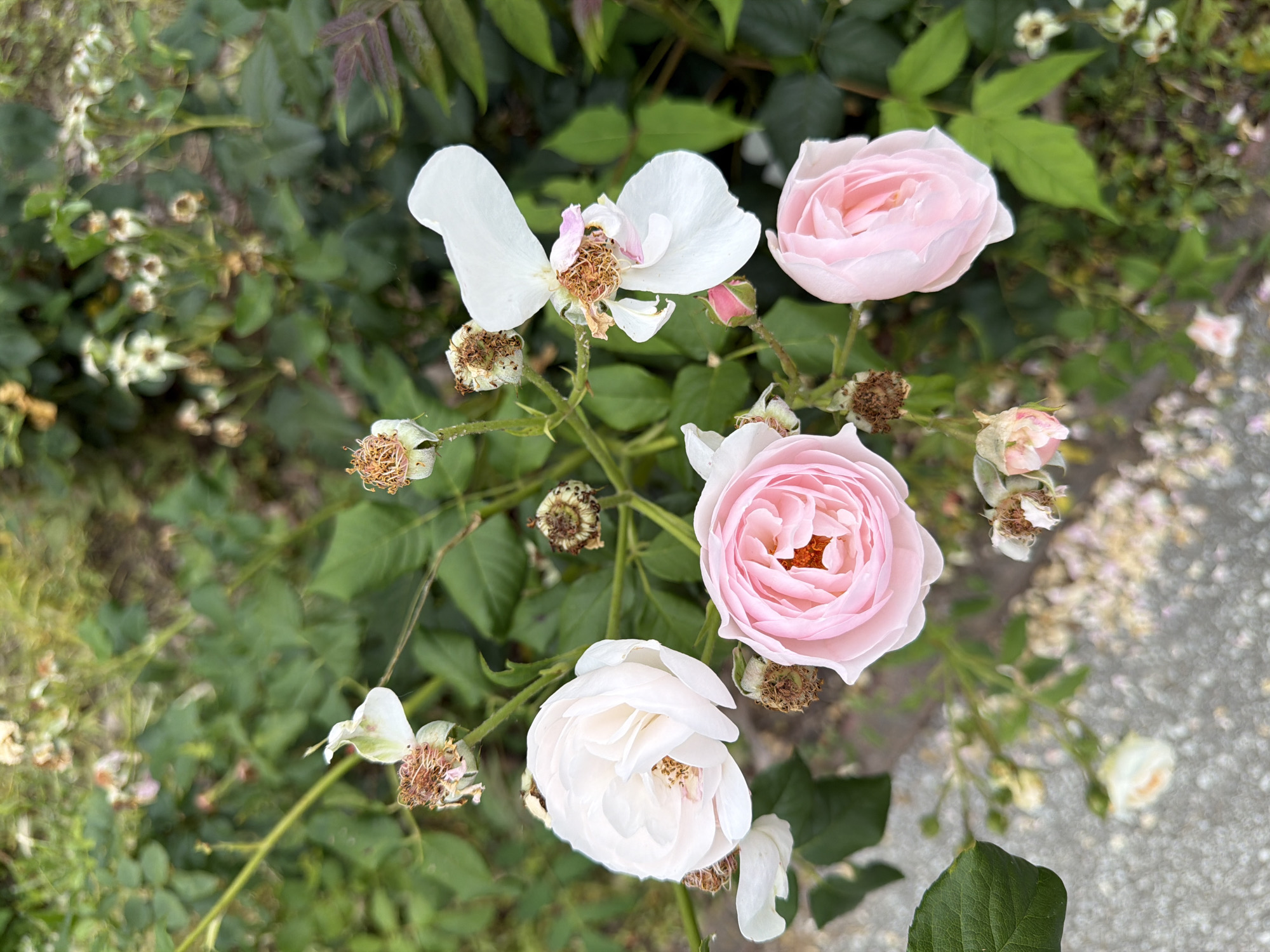 This image captures a close-up view of a rose bush with several blooms in various stages of development. Three prominent pink roses and one white rose are in focus, showcasing their delicate petals and intricate centers. Surrounding these main flowers are dried seed heads and wilting petals, suggesting the passage of time and the natural cycle of the plant. The background consists of lush green foliage, some of which appears slightly blurred, indicating a shallow depth of field. A hint of a grey, textured surface, possibly a sidewalk or pathway, is visible in the lower left corner. The overall scene is natural and serene, with the vibrant colors of the roses contrasting with the verdant greenery and earthy tones of the dried elements. The image appears to have been taken outdoors in a garden setting. It is not possible to determine the specific location within the city of Pazardzhik, Bulgaria, from the visual information provided.