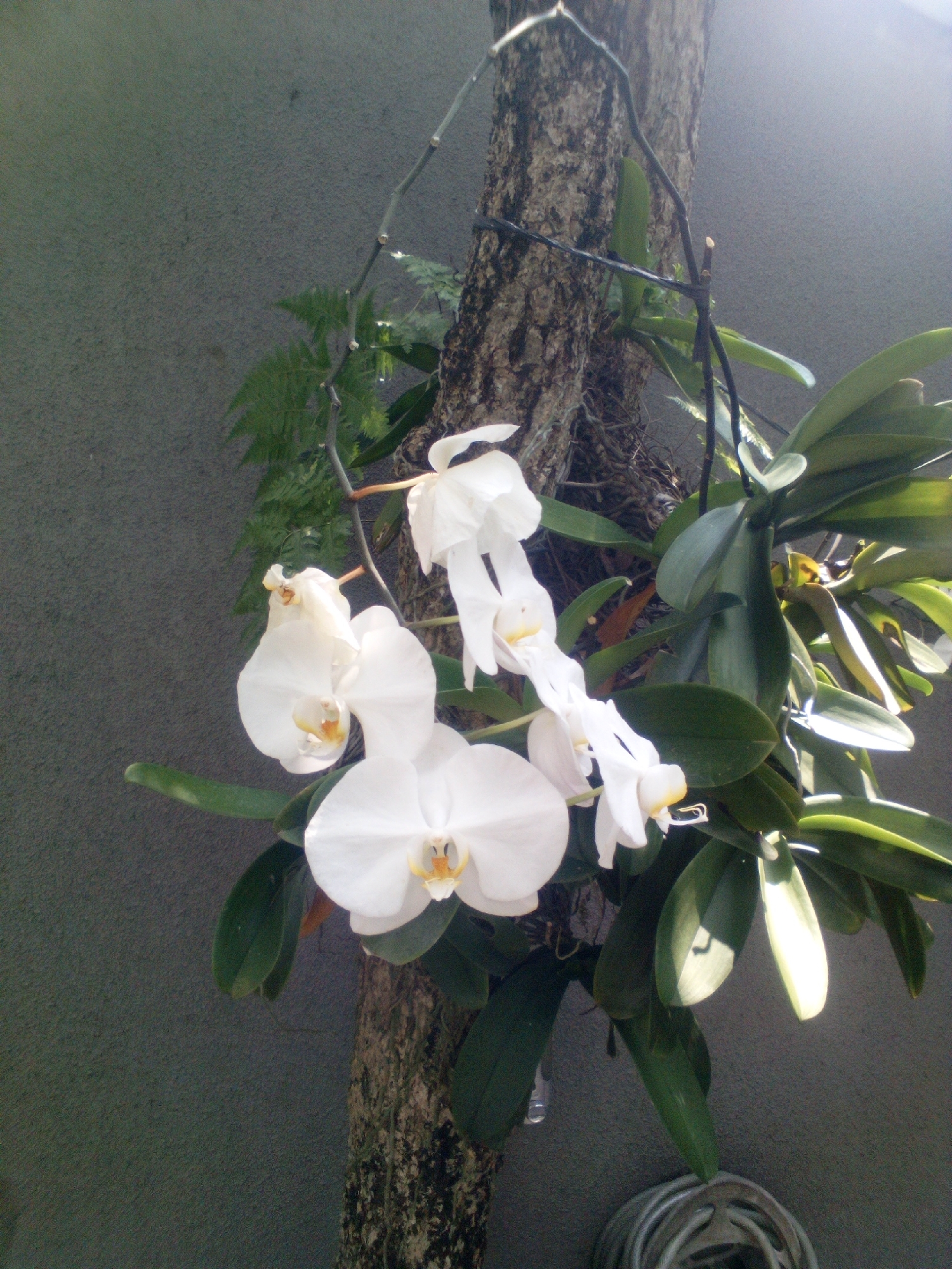 A close-up, eye-level shot captures a cluster of white orchids blooming on a tree trunk. The orchids, with their delicate petals and yellow centers, are the main subject, cascading downwards along the rough bark. Lush green leaves fan out from the trunk, some catching the sunlight and appearing bright and glossy, while others remain in shadow. A hint of a frond from another plant is visible behind the orchids. The background is a textured, grey wall, likely a building exterior. The overall scene suggests an outdoor setting, possibly a garden or a residential area in a city like South Jakarta, Indonesia, where such epiphytic plants are often cultivated.