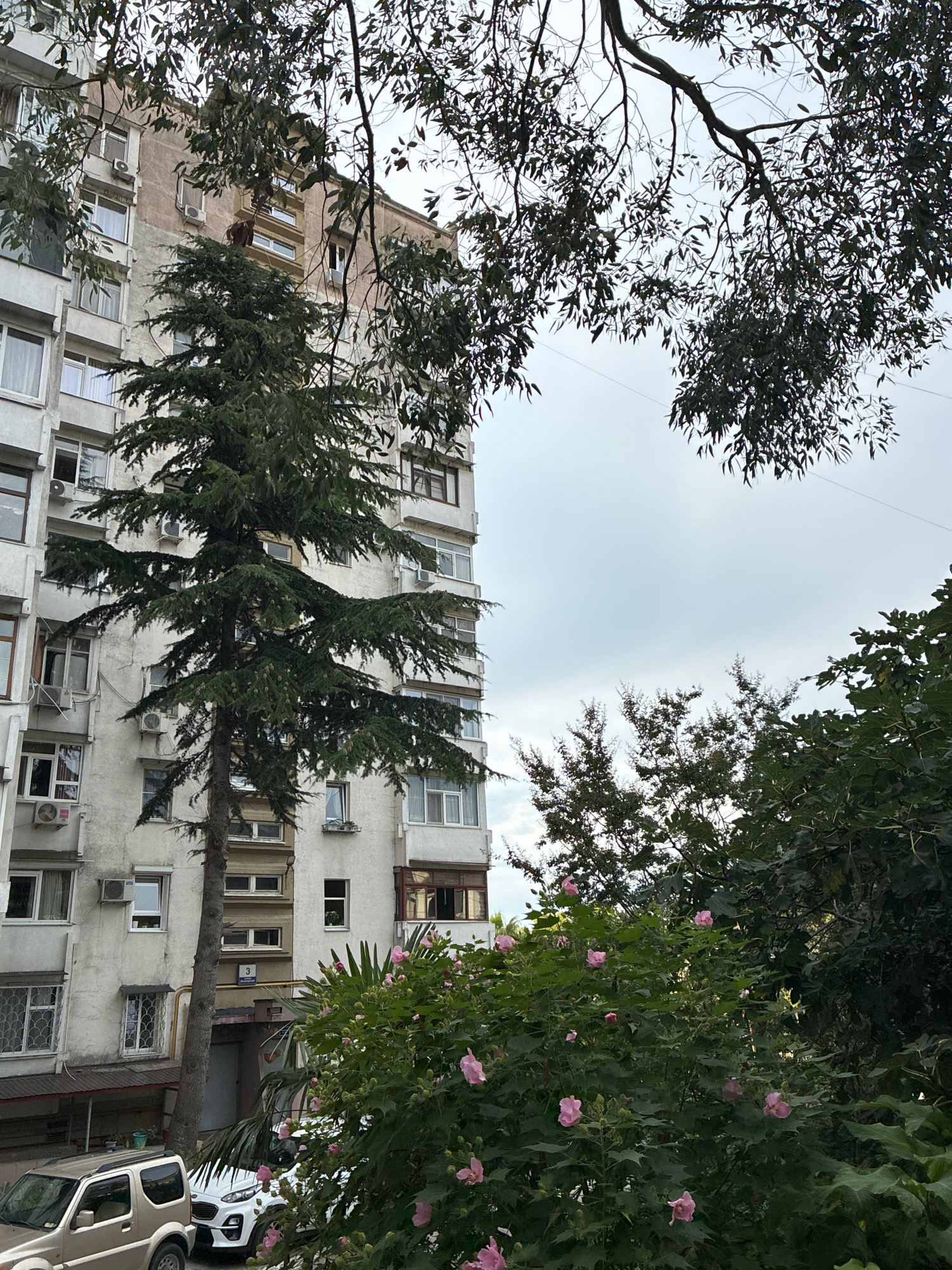 The image captures a view of an apartment building in Sochi, Russia, from a lower vantage point, partially obscured by foliage and trees. A tall evergreen tree with prominent cones stands in front of the building. The building itself appears to be an older, multi-story structure with a light-colored facade, featuring numerous windows and air conditioning units. In the foreground, there is a lush green bush with several pink flowers in bloom, and two parked vehicles, one a light-colored SUV and the other a white sedan. The sky is overcast, suggesting a cloudy day. The overall scene depicts an urban environment integrated with natural elements.