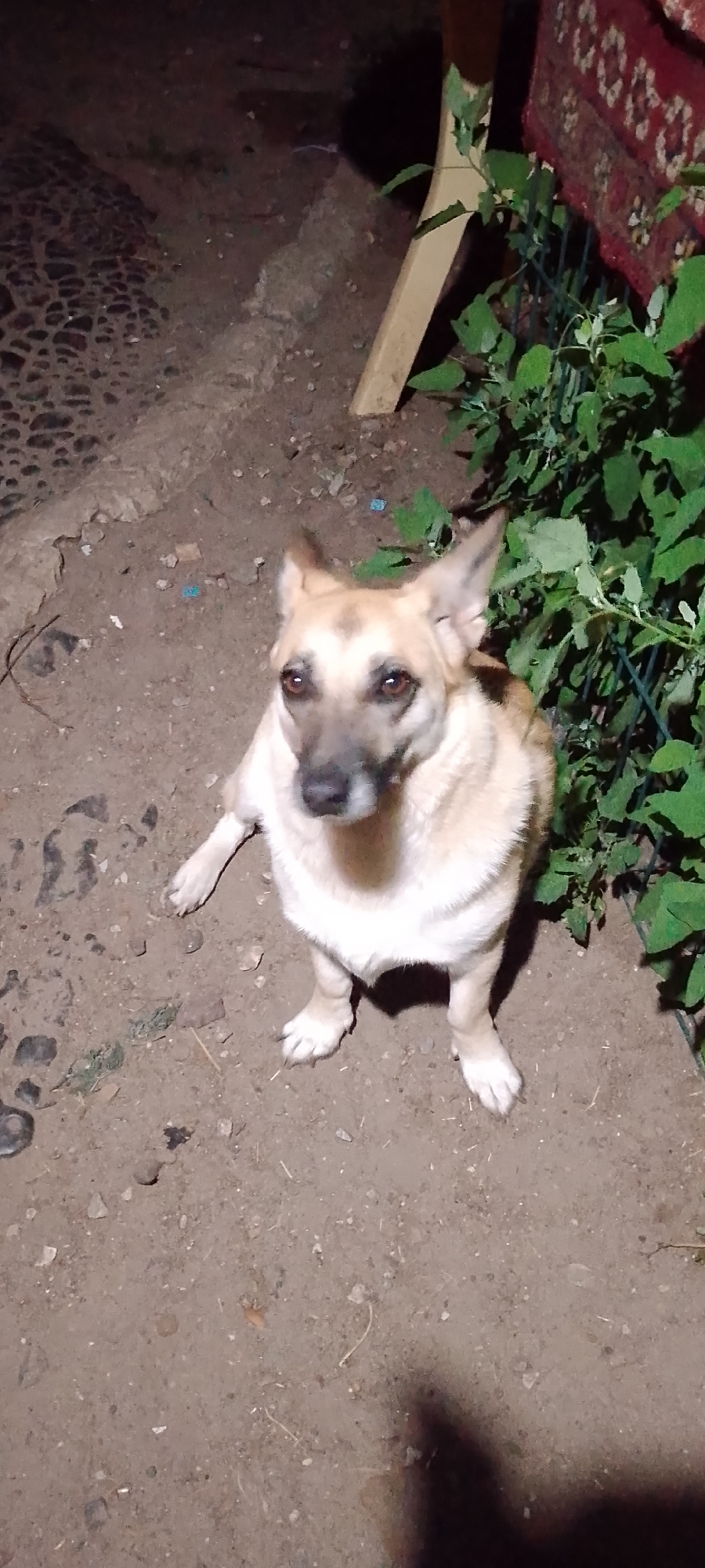 A tan-colored dog with dark eyes and pointed ears sits on a dirt ground. The dog is facing the camera and appears to be looking up. Behind the dog, to the right, is a patch of green leafy plants and a dark red rug with a patterned design draped over a wooden support. To the left of the dog, the ground is covered with rough, irregular-shaped stones. The overall lighting suggests it is nighttime. The location is specified as Belgorod, Russia.