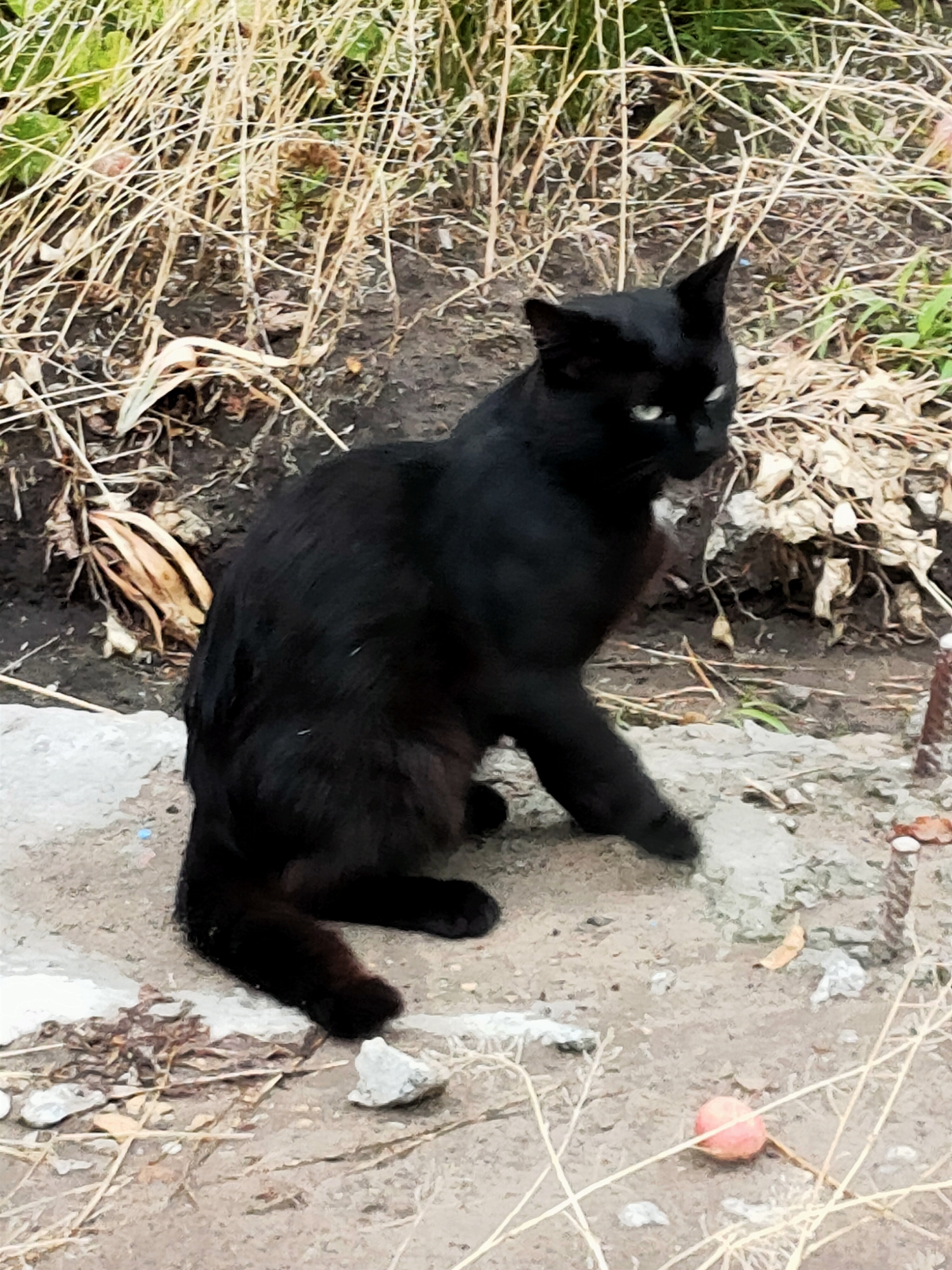 A black cat with green eyes is sitting on the ground in an outdoor environment. The cat is in the center of the frame, facing to the right. Its left paw is extended forward. Behind the cat is dry grass and soil, with some green vegetation visible further in the background. In front of the cat, on the ground, is a small pinkish-red object, possibly a fruit. The ground is a mixture of dirt and light-colored rubble. The scene is illuminated by natural light, suggesting it is daytime. The overall environment appears to be an unkempt urban or suburban area, possibly a vacant lot or a neglected garden. There are no people or other animals visible in the image. The image was taken in Kremenchuk, Ukraine.