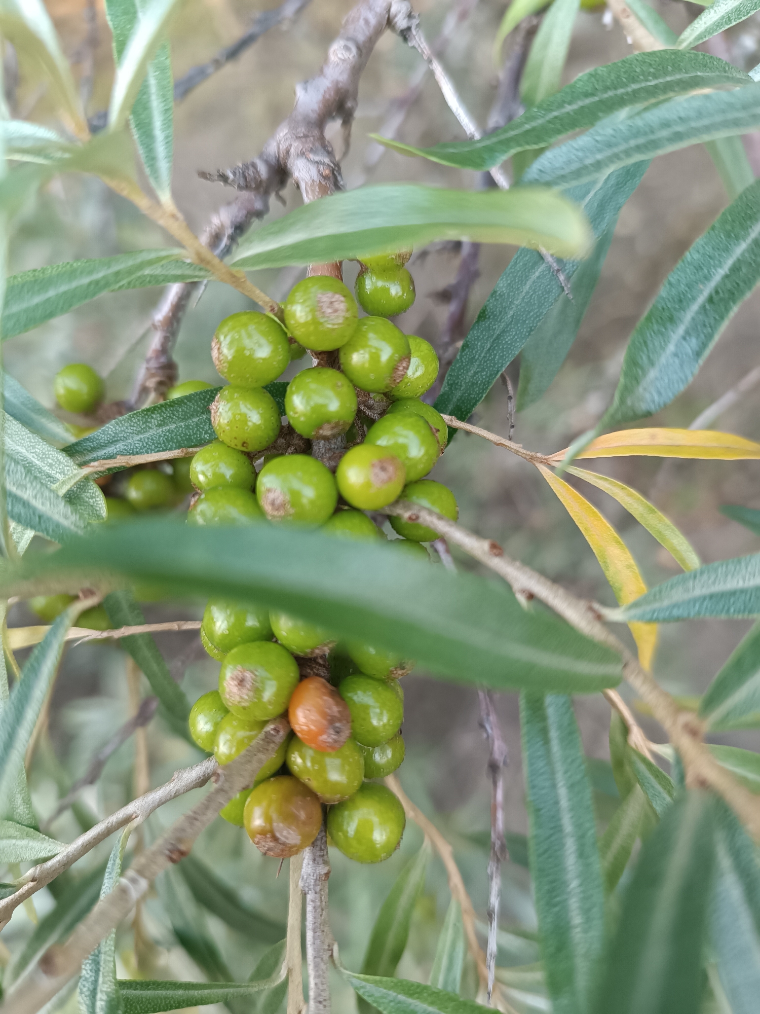 A close-up, eye-level, outdoor shot shows a cluster of unripe green berries on a branch of a shrub, possibly sea buckthorn. The berries are small, round, and have a waxy sheen. Some of the berries have brown spots or discoloration. The branch is thin and brown, with a rough texture. Long, slender green leaves with prominent veins are visible, some in sharp focus, others blurred. A few yellowed leaves are also present in the background. The overall setting appears to be a natural environment, with the blurred background suggesting a natural landscape. No people are present in the image, and no specific location in Chaikovsky, Russia can be identified.