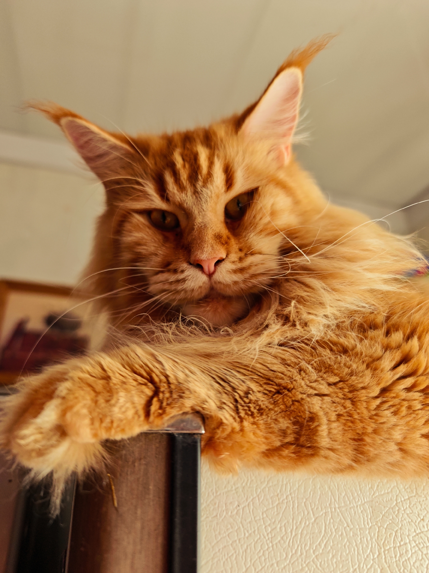 A close-up, low-angle shot shows the face and paws of an orange Maine Coon cat lying on top of a surface. The cat's fur is a vibrant orange with darker tabby markings on its face and ears. Its ears are large and pointed with tufts of fur at the tips. The cat's eyes are a warm amber color, and its nose is a soft pink. Its whiskers are long and prominent, fanning out from its muzzle. One of the cat's front paws is resting on the edge of the surface, with its claws slightly extended. The surface appears to be a light-colored, textured material, possibly the top of a refrigerator or a similar appliance, with a dark edge along the front. In the background, a framed picture can be seen on a wall. The lighting suggests an indoor environment, possibly a kitchen or living area, with soft, warm light casting gentle shadows. The overall impression is one of a regal and relaxed feline.