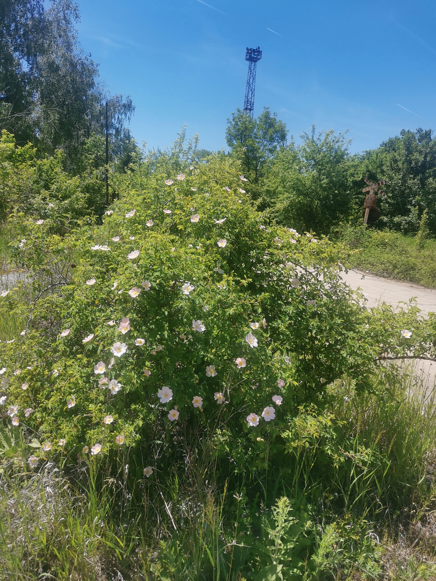 The image shows a sunny outdoor scene, possibly in Zhivkovo, Bulgaria. A large bush with light pink and white flowers dominates the foreground, with tall grass at its base. Behind the bush, a dirt or gravel path curves to the right. Further back, there are trees and green foliage. A metal tower is visible in the distance, partially obscured by the trees. A wooden windmill structure is visible behind the shrub. The sky is blue and clear. The overall setting suggests a natural or semi-natural area on the outskirts of or within Zhivkovo. There are no people visible.