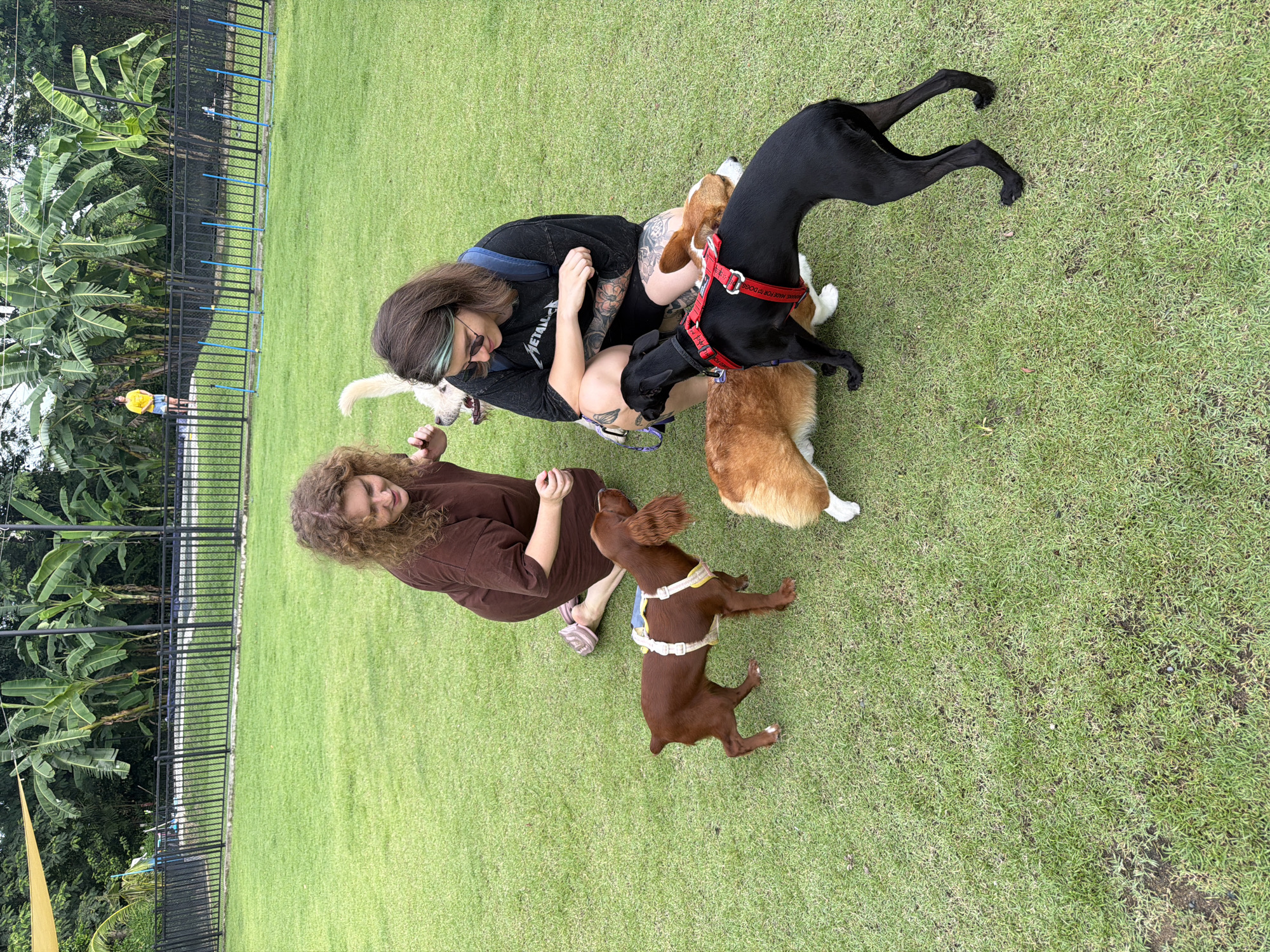 Two women and four dogs are on a grassy field in Tha Sala, Thailand. The woman on the left is kneeling and petting a brown dog with floppy ears. The woman on the right is also kneeling and wearing a black t-shirt and shorts. She is interacting with a black dog and a corgi. Another corgi is also present, along with a white dog in the background. The field is surrounded by a black fence, and banana trees are visible behind the fence. The ground is covered in green grass, with some areas of darker soil. The sky is overcast.