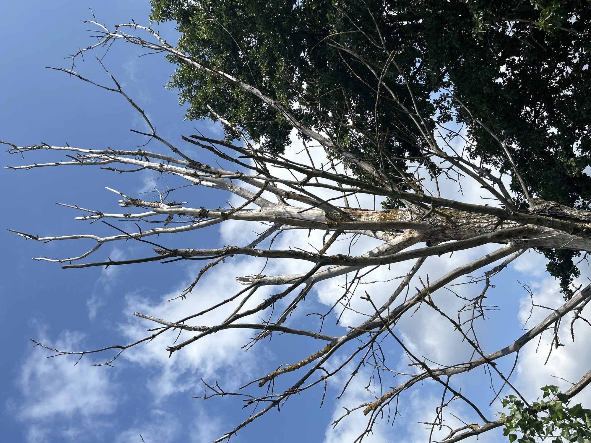 The image captures a dead tree with a stark, white trunk and numerous bare branches reaching towards a bright blue sky dotted with white clouds. The tree's weathered bark is textured and appears to be peeling in places. To the right of the dead tree, a vibrant green tree with dense foliage provides a stark contrast in color and life. Some small, green leaves are visible at the bottom left of the frame, suggesting a possibility of other vegetation nearby. The sky is clear, indicating a sunny day. The scene is a natural outdoor setting, likely a park or a wooded area within the city of Brest, Belarus, characterized by the contrast between the dead and living trees under a broad sky. There are no people or objects indicating human activity within the frame.