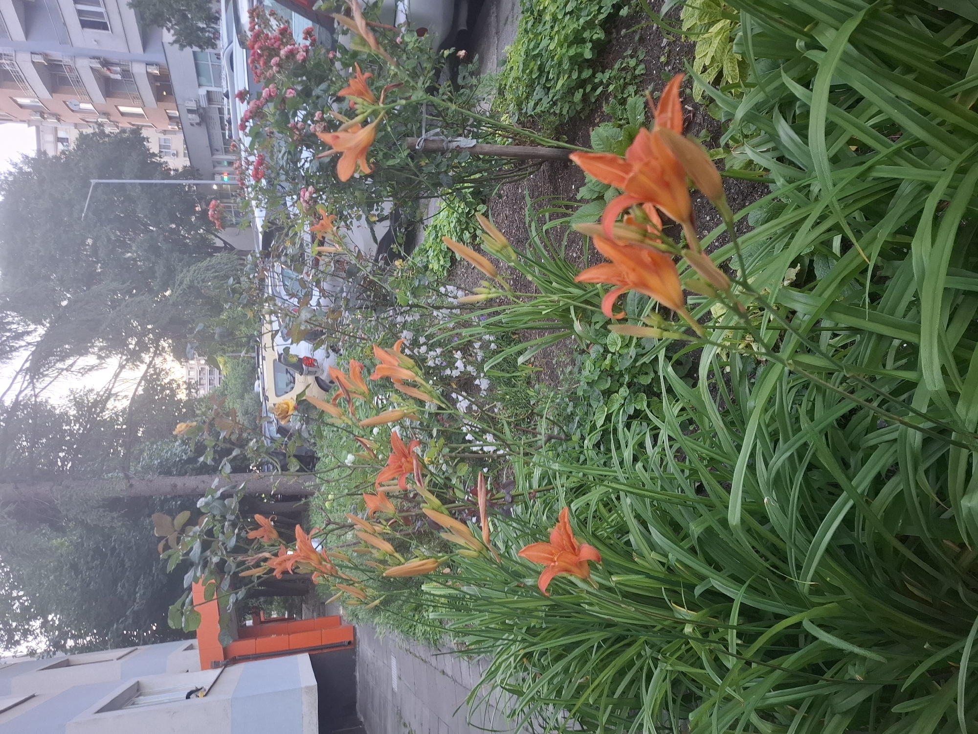 The image captures a sidewalk and a garden bed in front of a light blue and white building. The garden bed features a dense arrangement of vibrant orange daylilies and other greenery. In the background, parked cars are visible along with trees and multi-story buildings, suggesting an urban setting. The sky is overcast, and the lighting appears to be a soft, diffused natural light, possibly late afternoon or early morning. The sidewalk is paved with gray interlocking pavers. There are no people or animals visible in the scene.