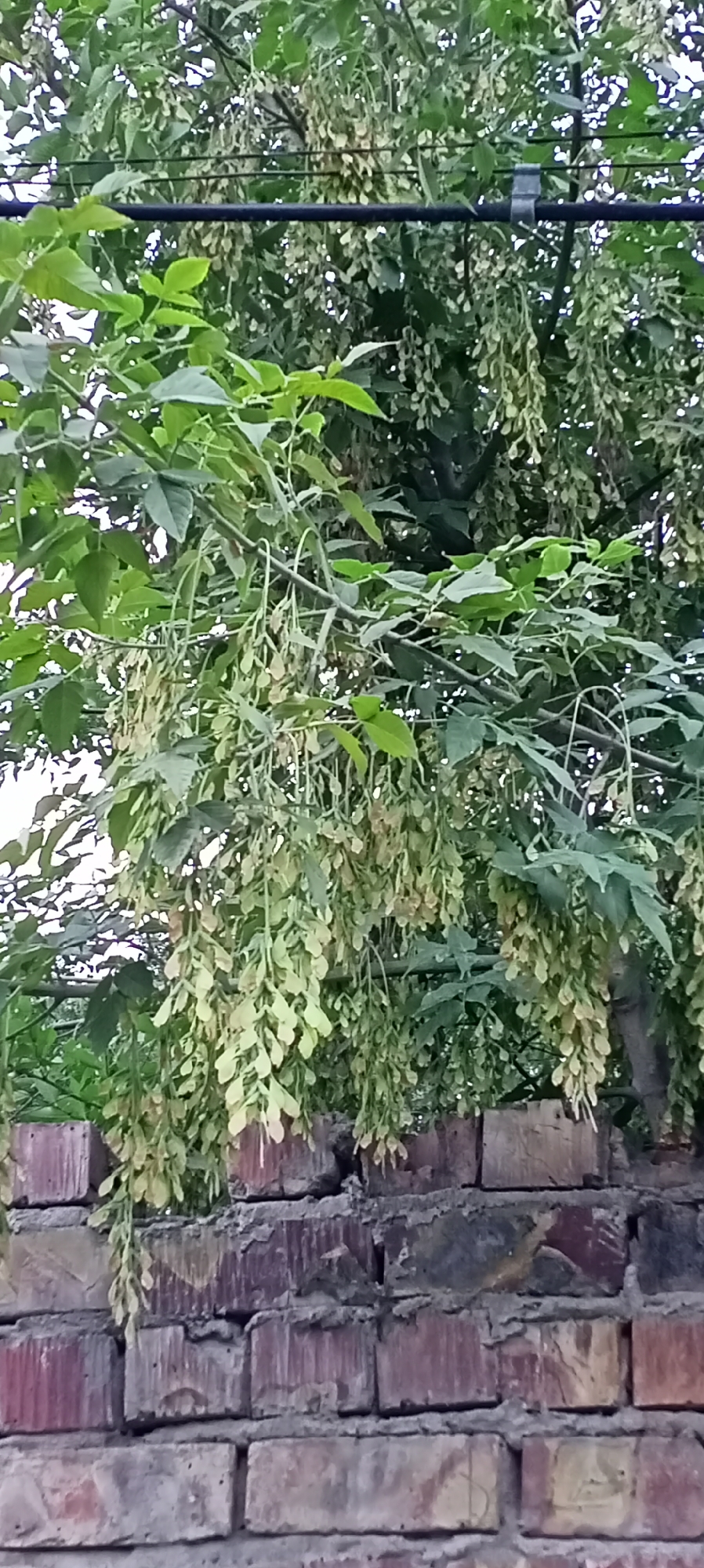 The image depicts a close-up view of tree branches laden with seed pods, hanging over a weathered brick wall. The tree, likely an ash tree due to the distinctive samara seed pods, displays lush green foliage. A black horizontal bar, possibly a utility wire or support structure, runs through the upper portion of the frame, with a grey clip attached to it. The brick wall, constructed with reddish-brown bricks and visible mortar, forms the lower boundary of the image. The overall scene is captured in daylight, with soft lighting filtering through the leaves, creating dappled shadows. The location is identified as Sokuluk, Kyrgyzstan, suggesting an outdoor urban or suburban setting. There are no people or animals present in the image, and no actions or interactions are depicted. The focus is solely on the natural elements of the tree and the man-made structure of the wall.